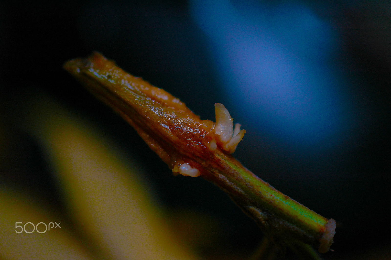 Nikon D70 sample photo. First roots photography