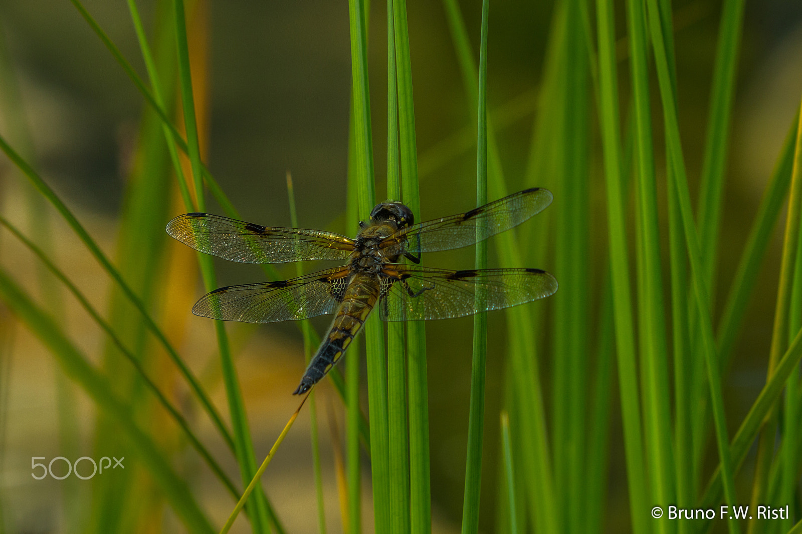 Canon EF 35-350mm F3.5-5.6L USM sample photo. Libelle photography
