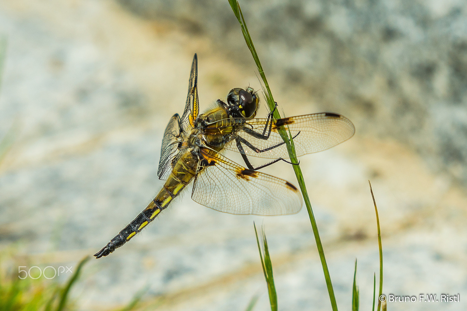 Canon EF 35-350mm F3.5-5.6L USM sample photo. Libelle am grashalm photography