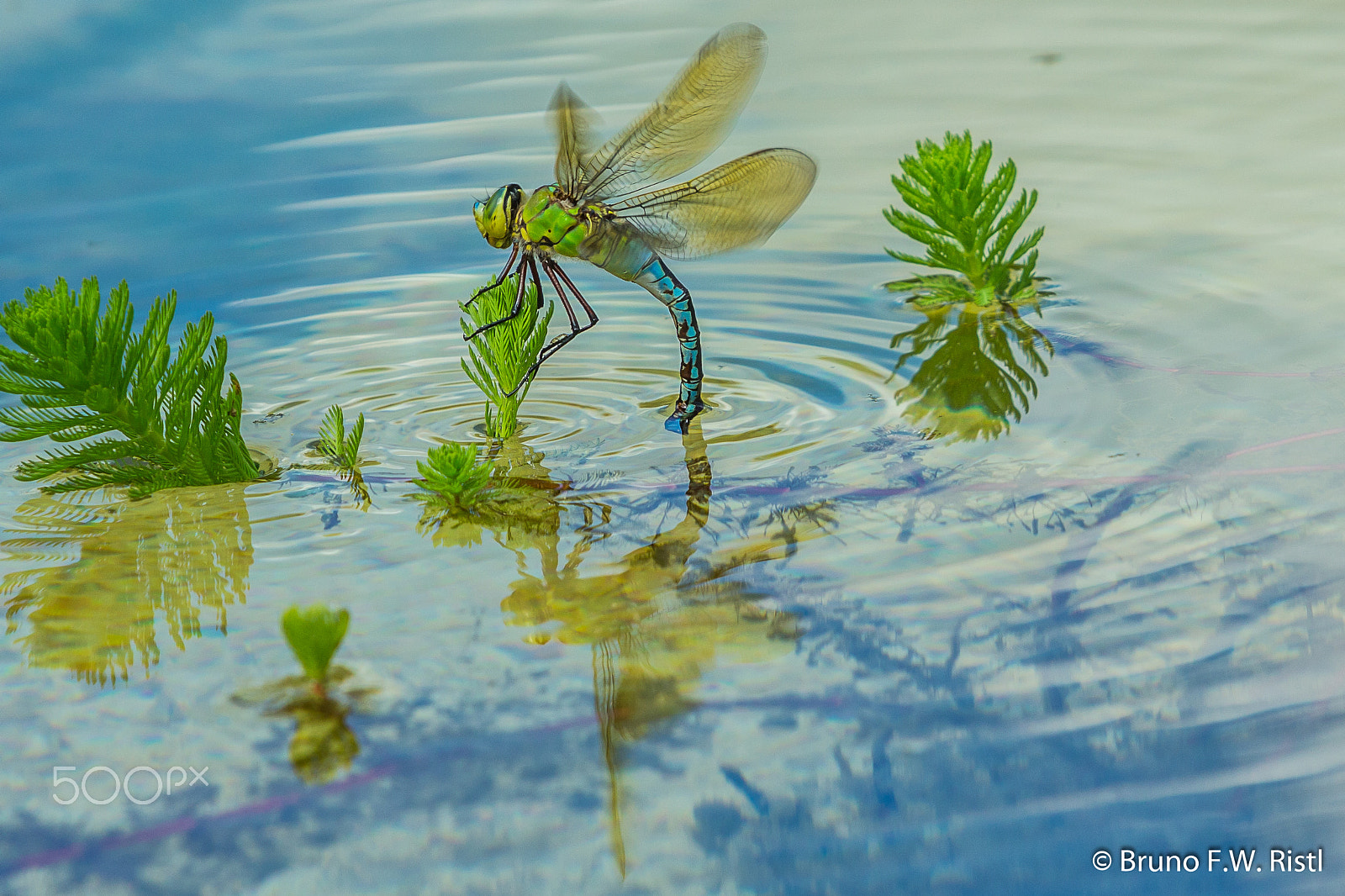 Canon EF 35-350mm F3.5-5.6L USM sample photo. Libelle im wasser photography