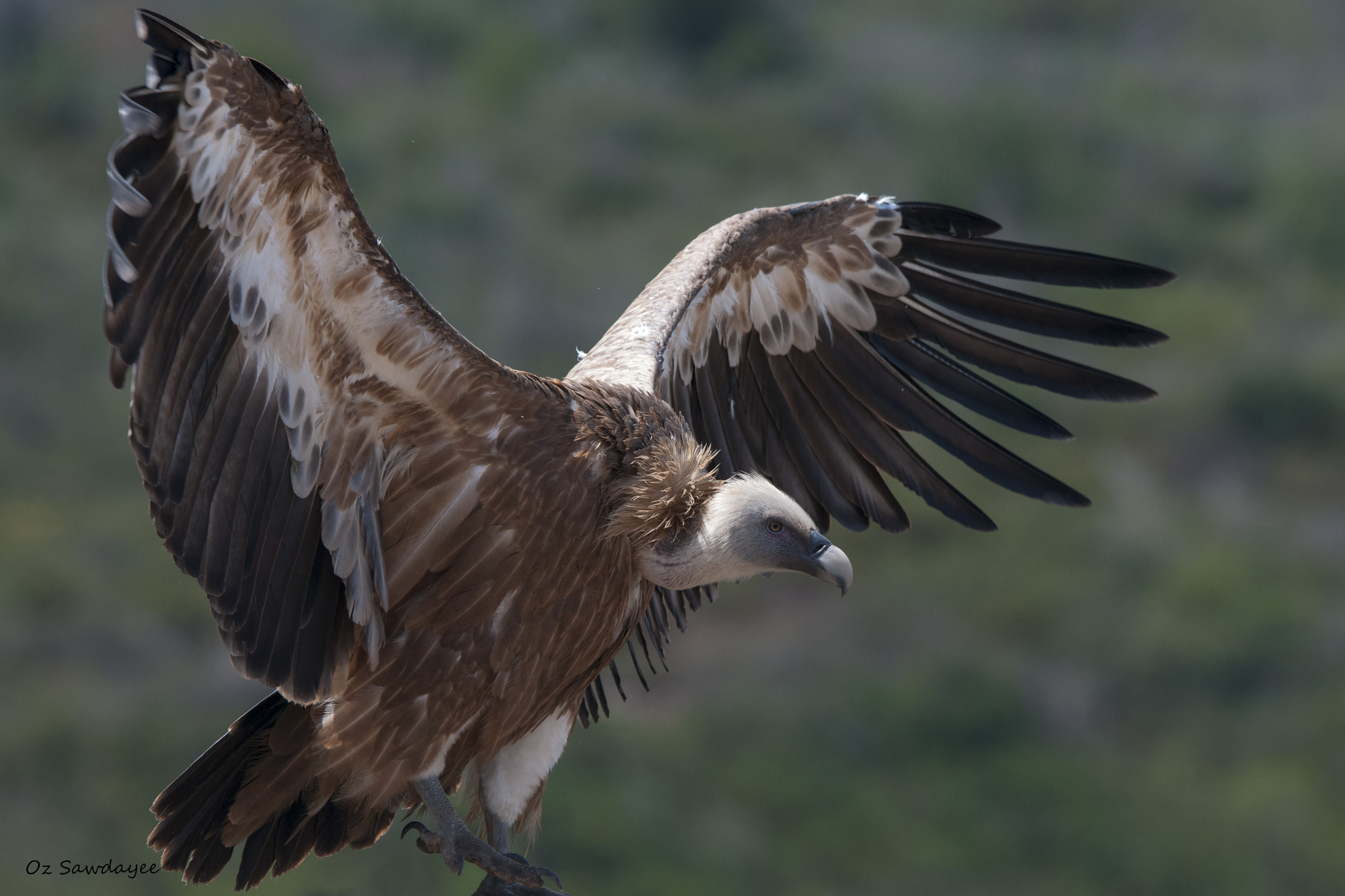 Nikon D300S sample photo. Spread your wings photography