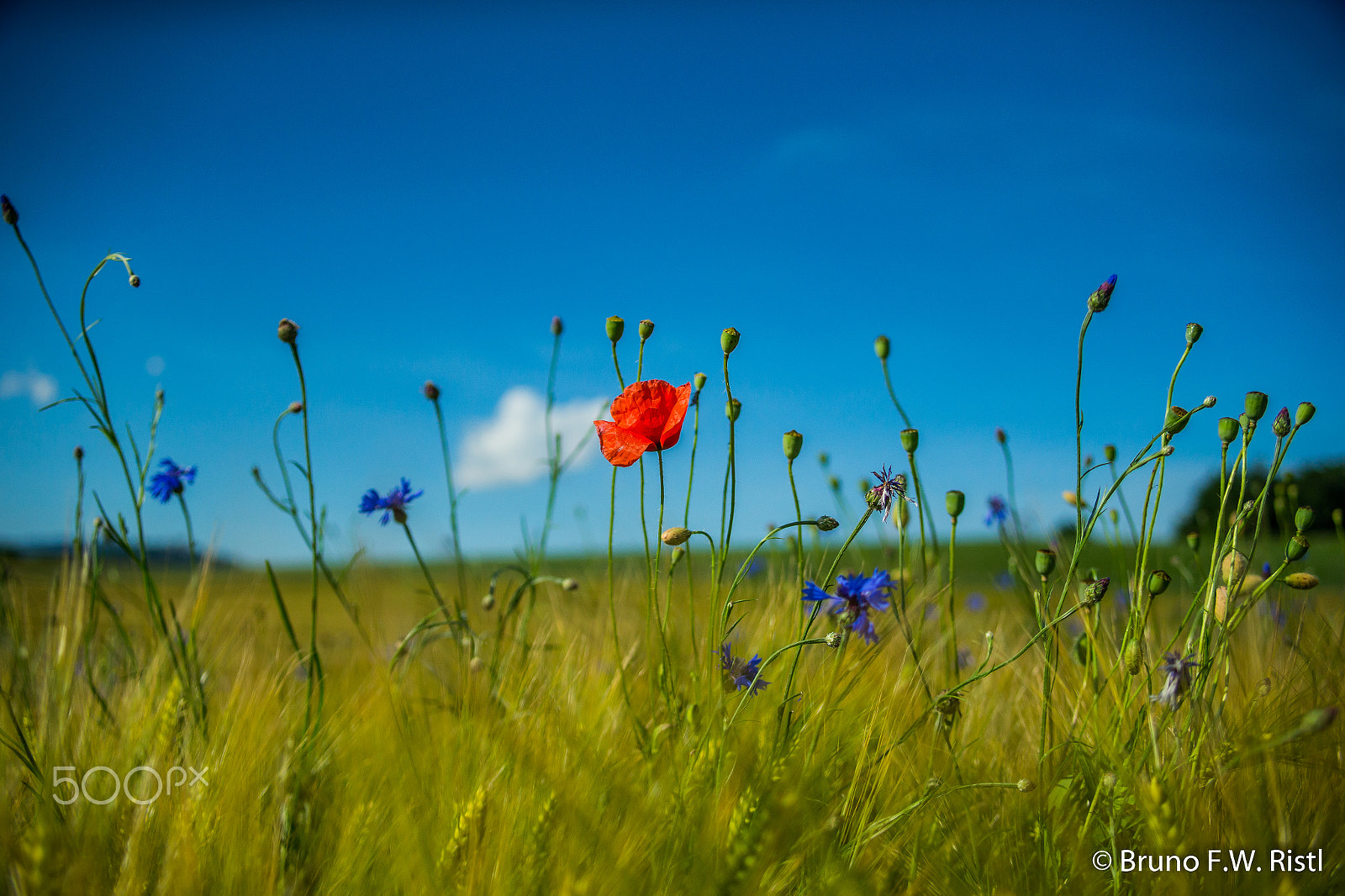 Canon EF 35-350mm F3.5-5.6L USM sample photo. Blumenwiese photography