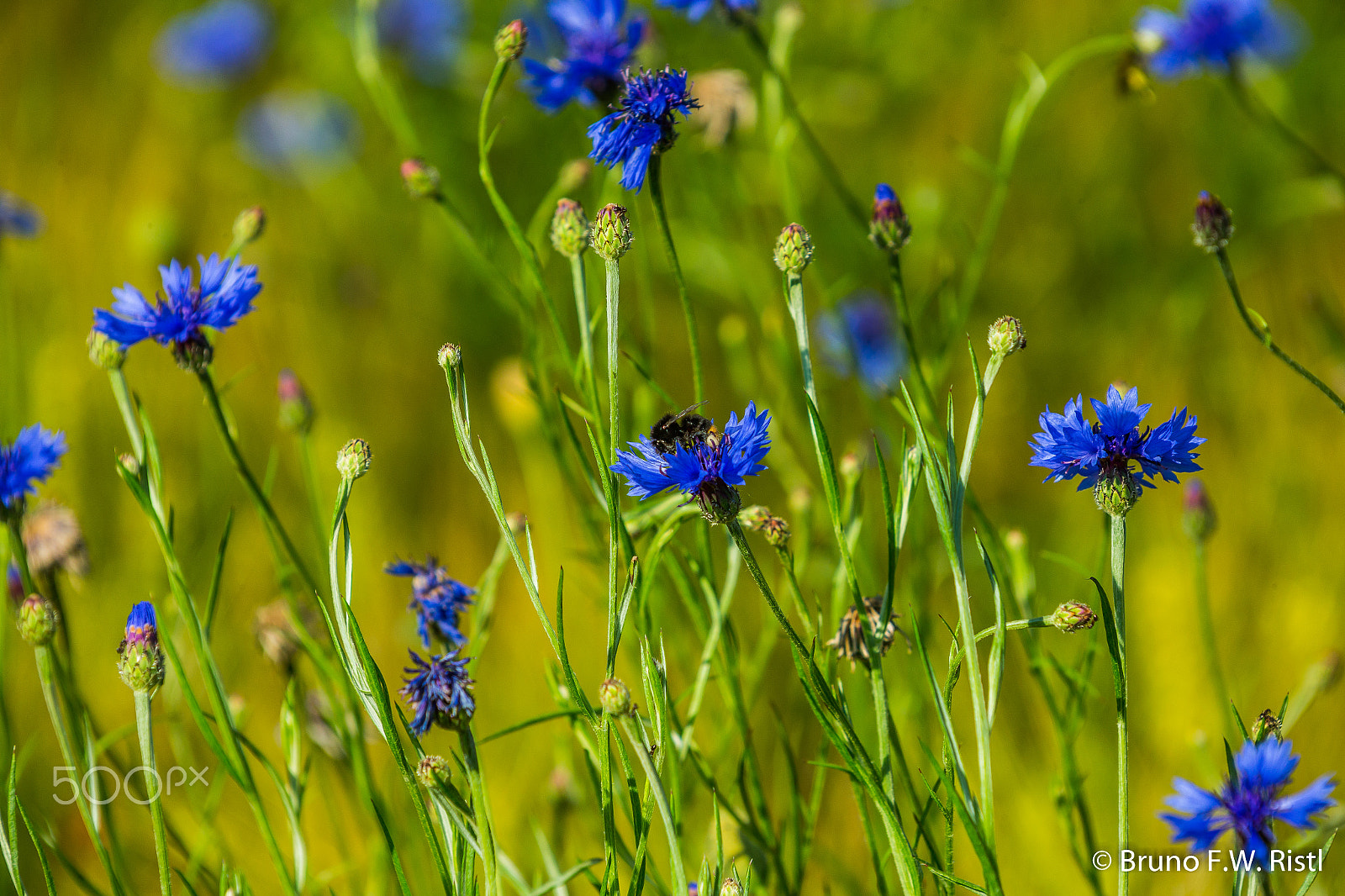 Canon EF 35-350mm F3.5-5.6L USM sample photo. Hummel in blumenwiese photography