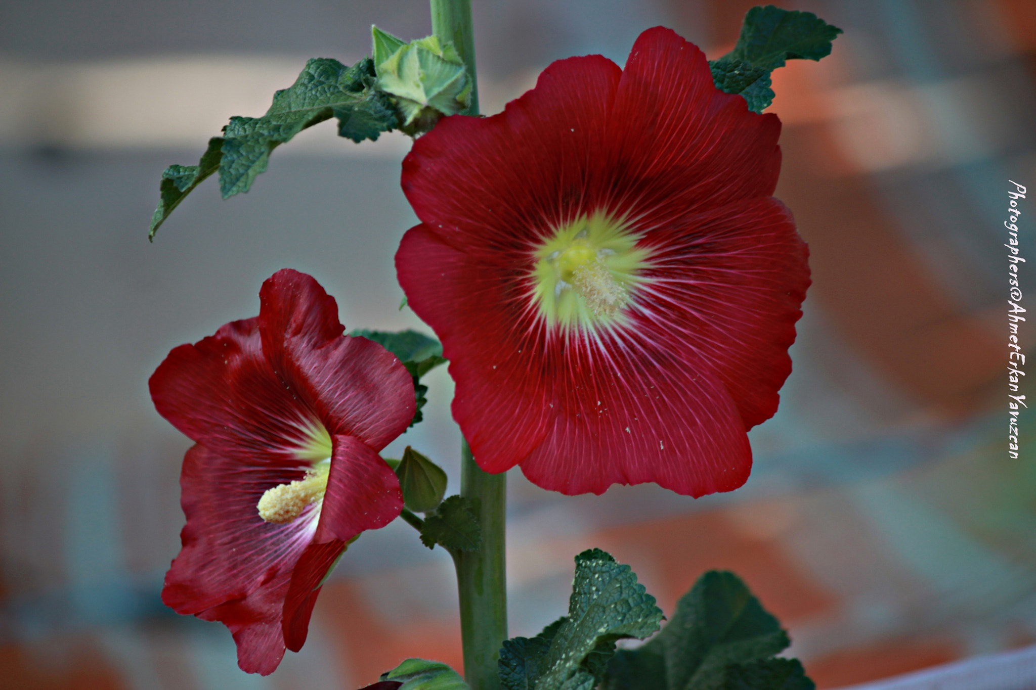 Canon EOS 500D (EOS Rebel T1i / EOS Kiss X3) sample photo. Hatme flower photography