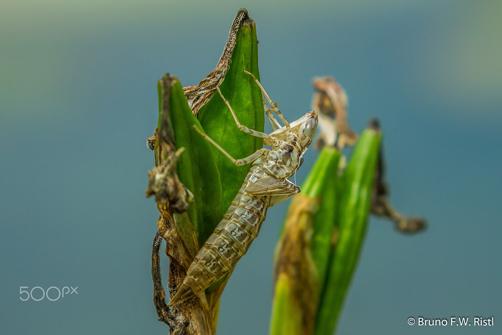 Canon EF 35-350mm F3.5-5.6L USM sample photo. Leere libellenlarve photography