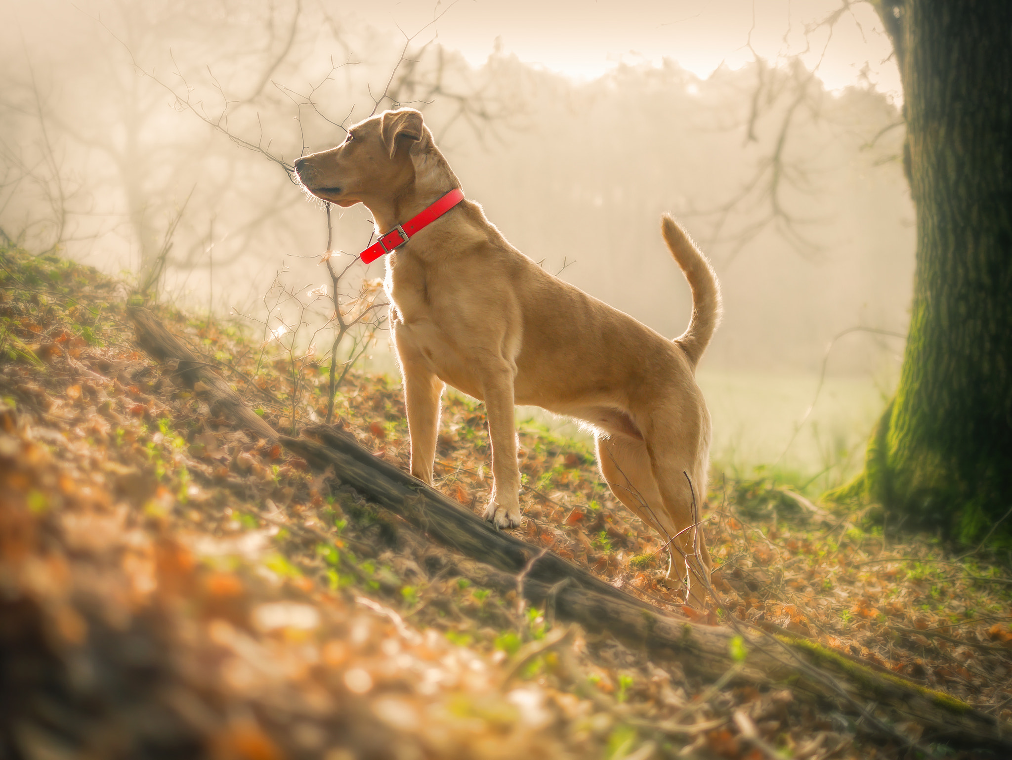 Panasonic Lumix DMC-GM5 + Panasonic Leica DG Summilux 25mm F1.4 II ASPH sample photo. Labrador photography