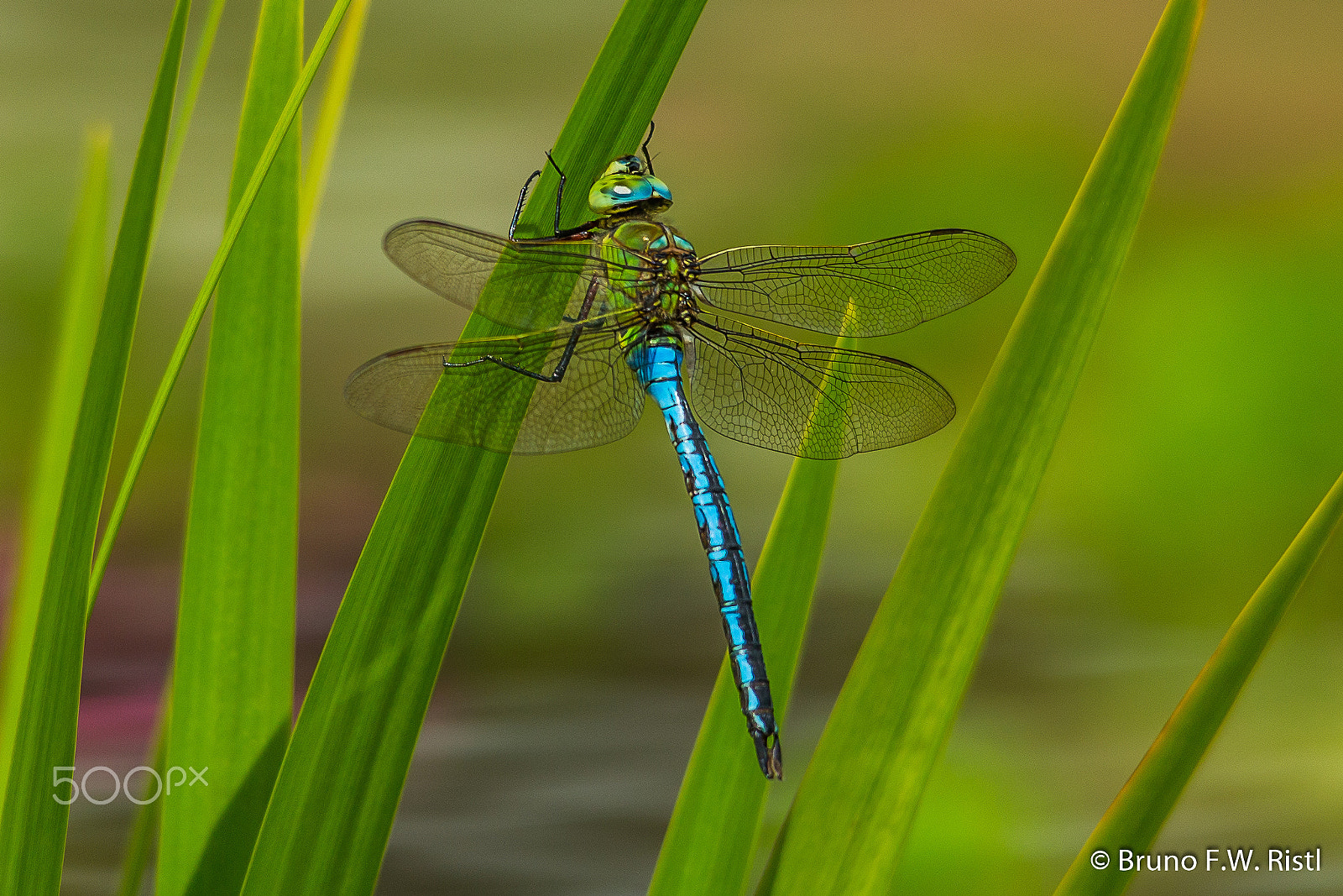 Sigma 150-500mm F5-6.3 DG OS HSM sample photo. Libelle photography