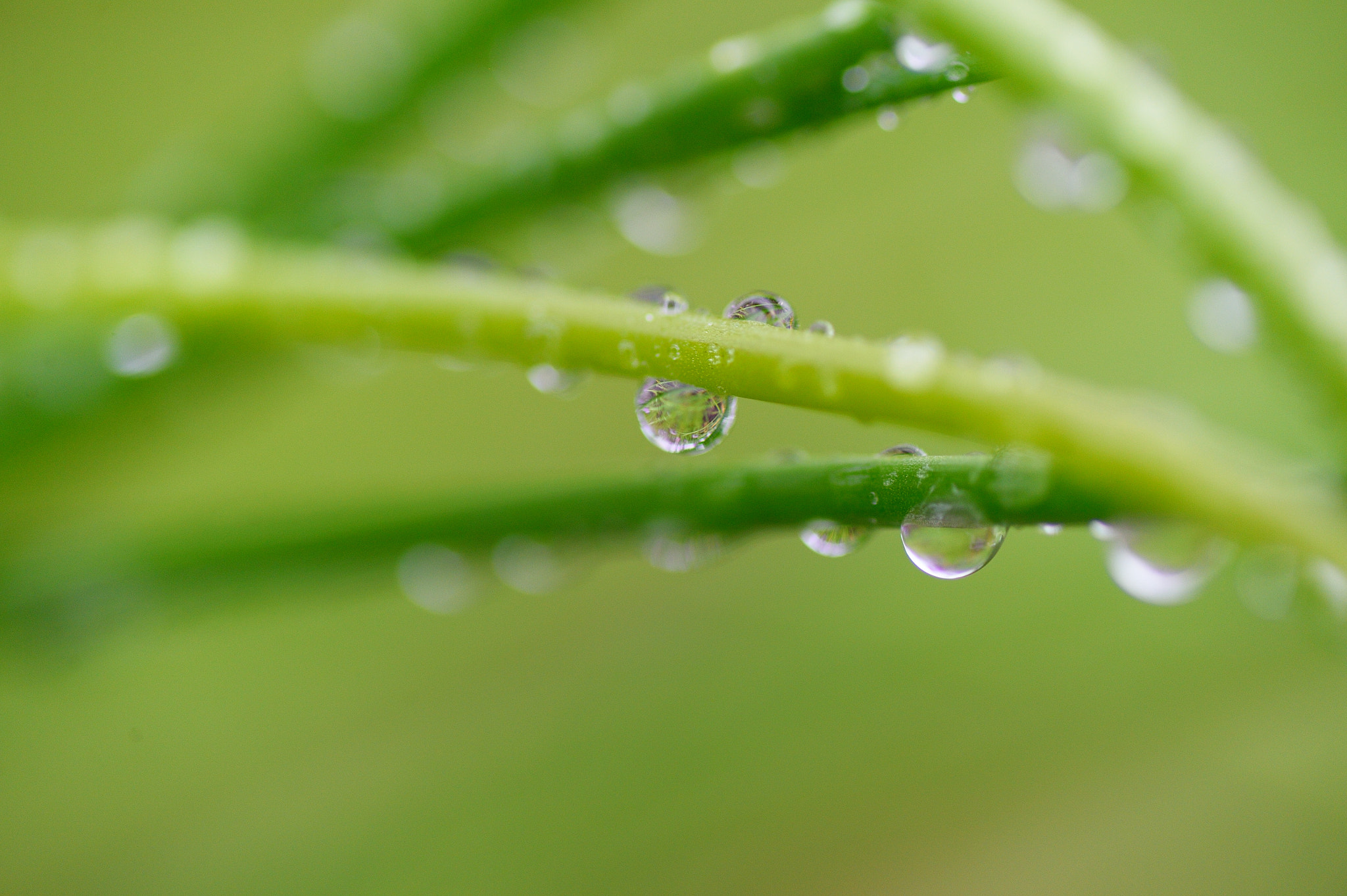 Nikon Df sample photo. Drop of water photography