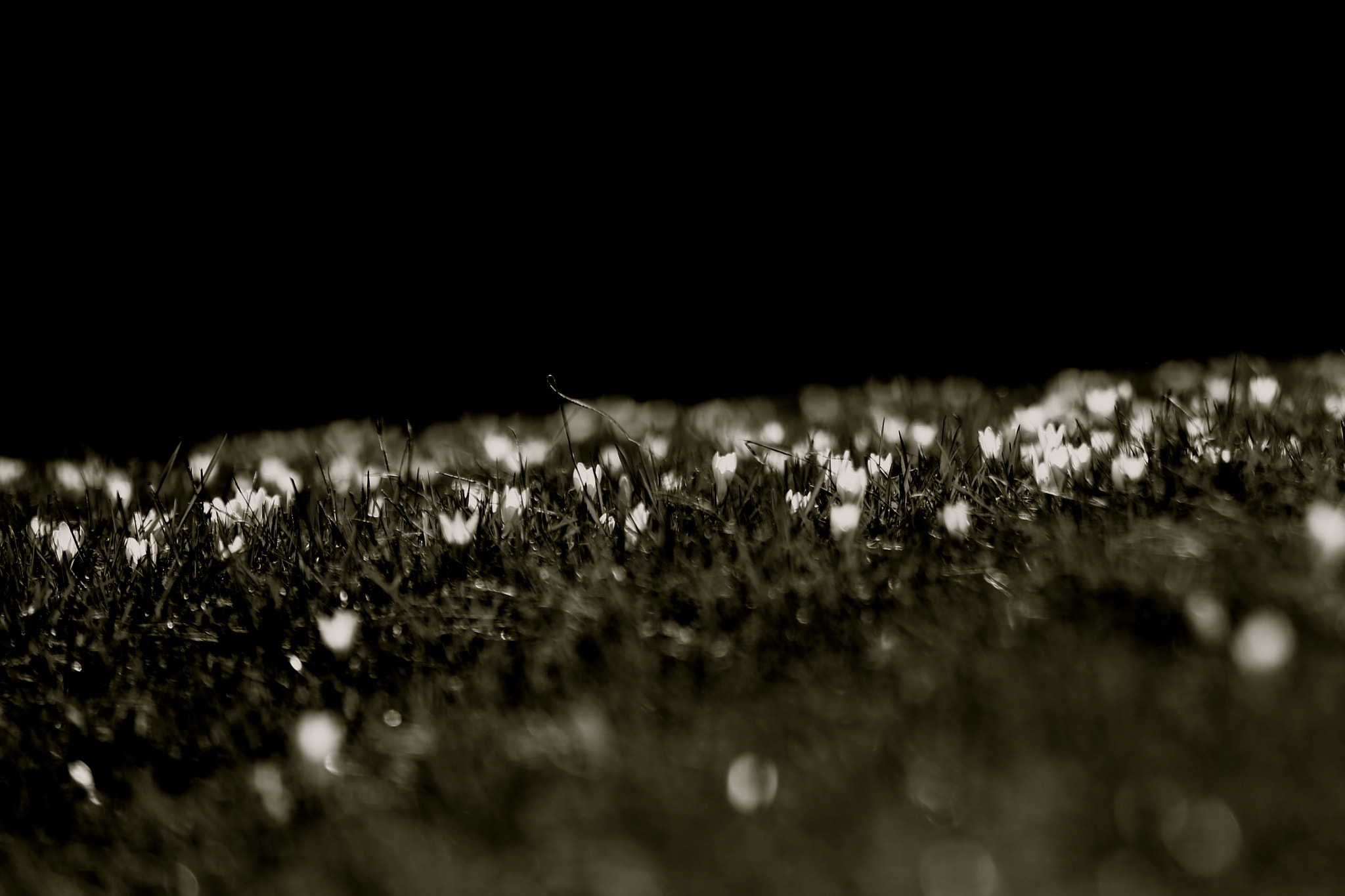 Canon EF 70-200mm F4L IS USM sample photo. Semi di luce (seeds of light) photography