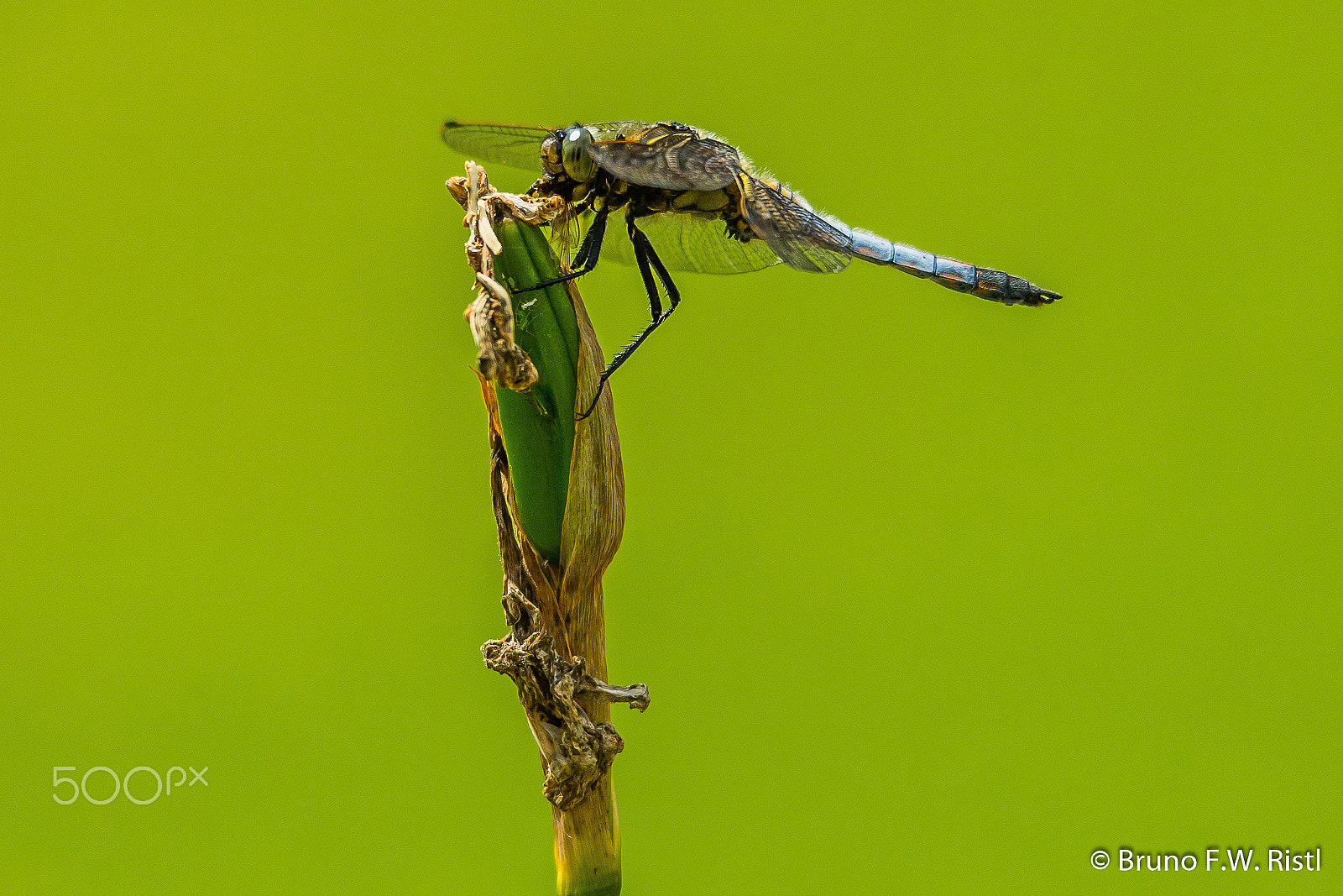 Sigma 150-500mm F5-6.3 DG OS HSM sample photo. Libelle photography