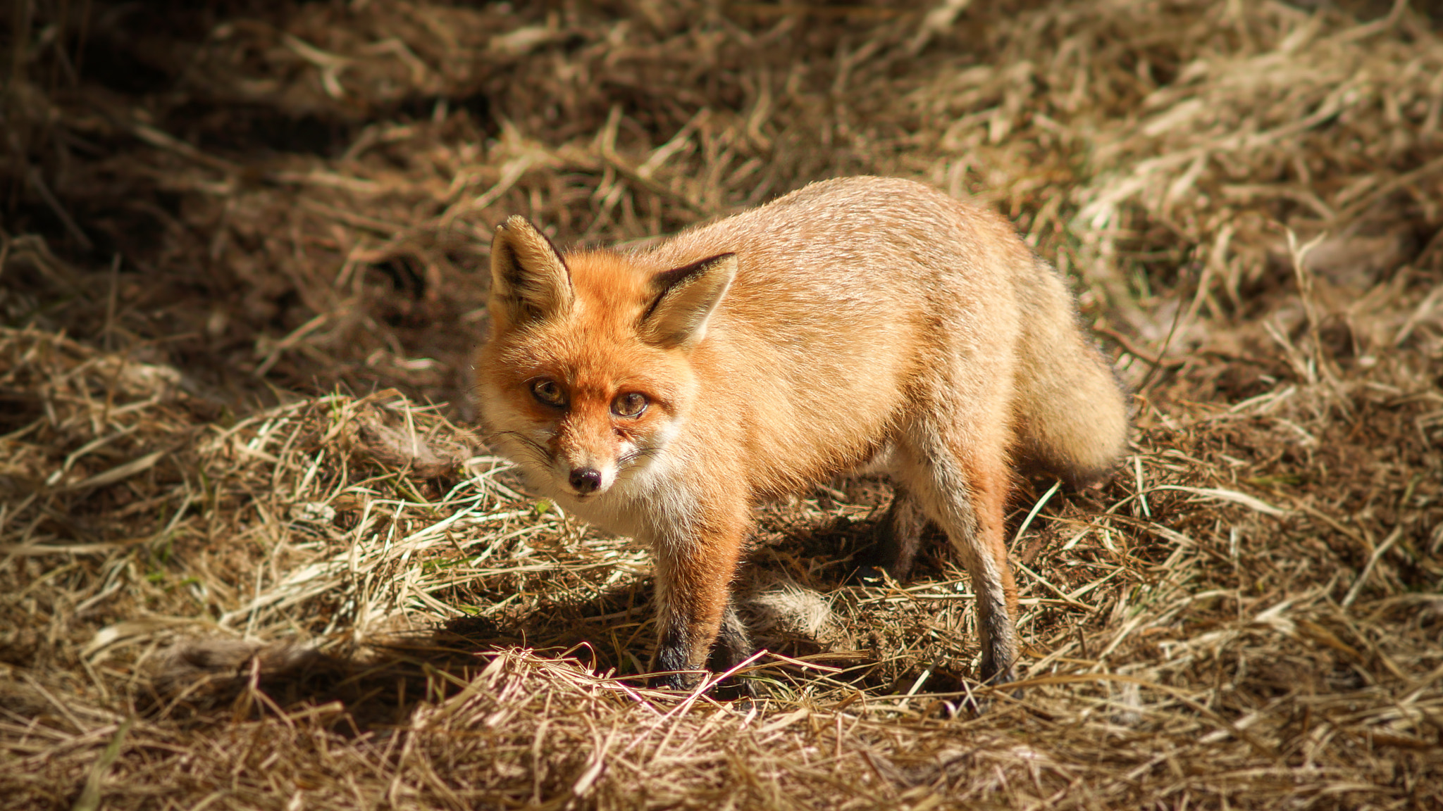 Sony SLT-A77 + Minolta AF 135mm F2.8 sample photo. Fox photography