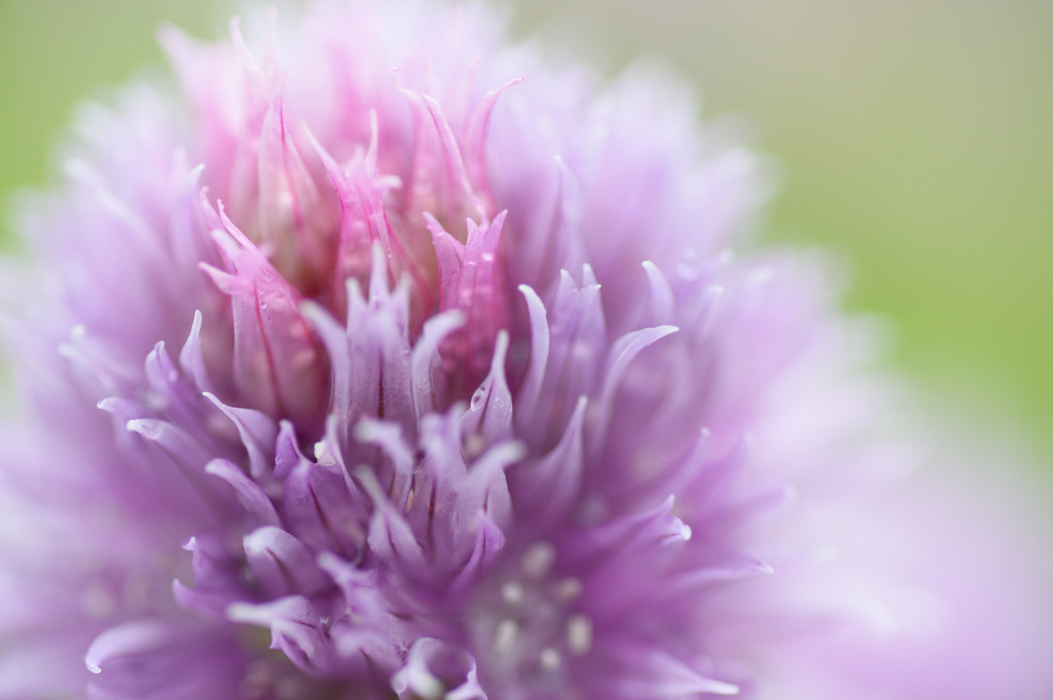 Nikon Df sample photo. Chives photography