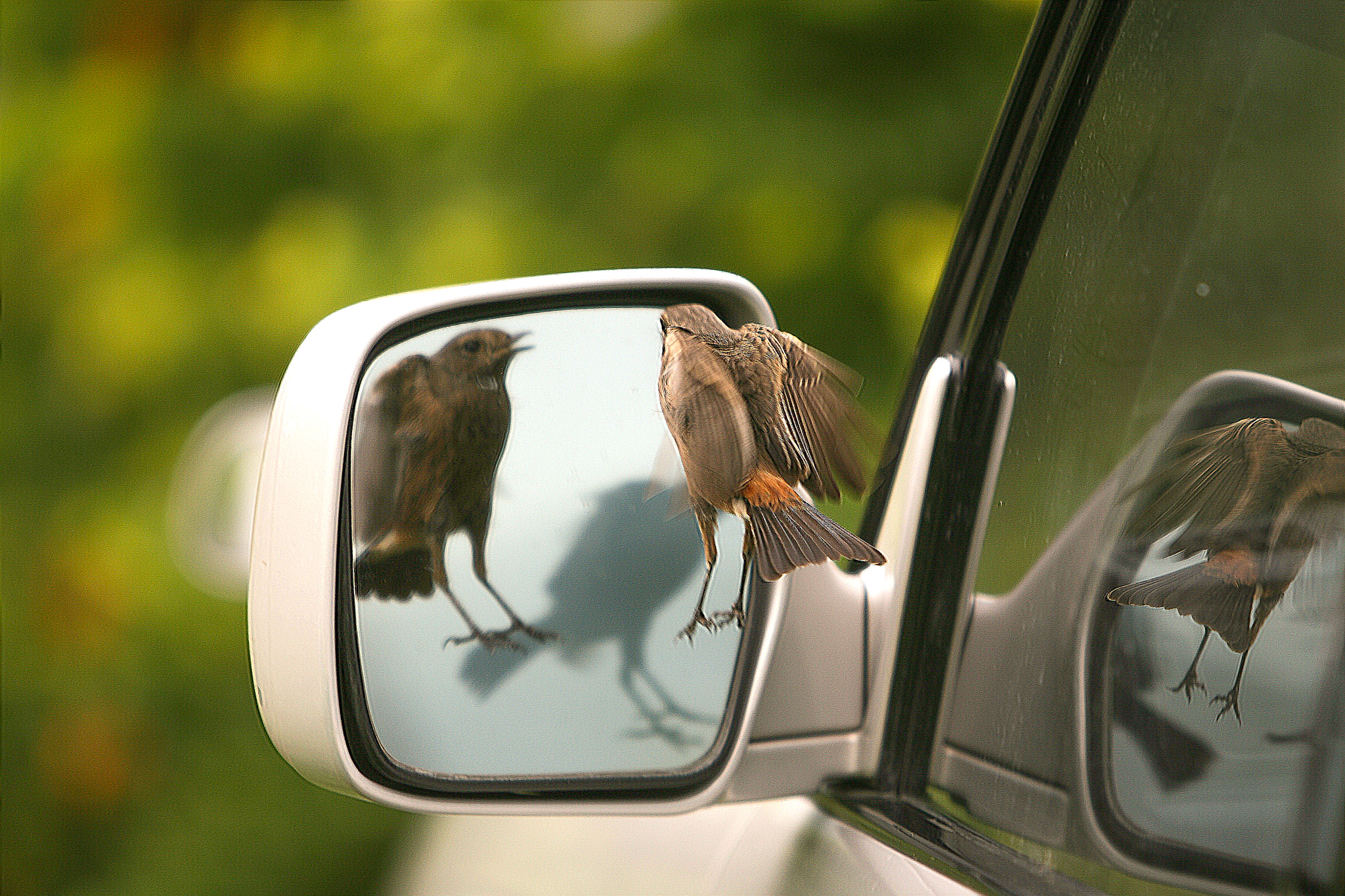 Canon EOS 30D sample photo. Mirror, mirror on the ... photography