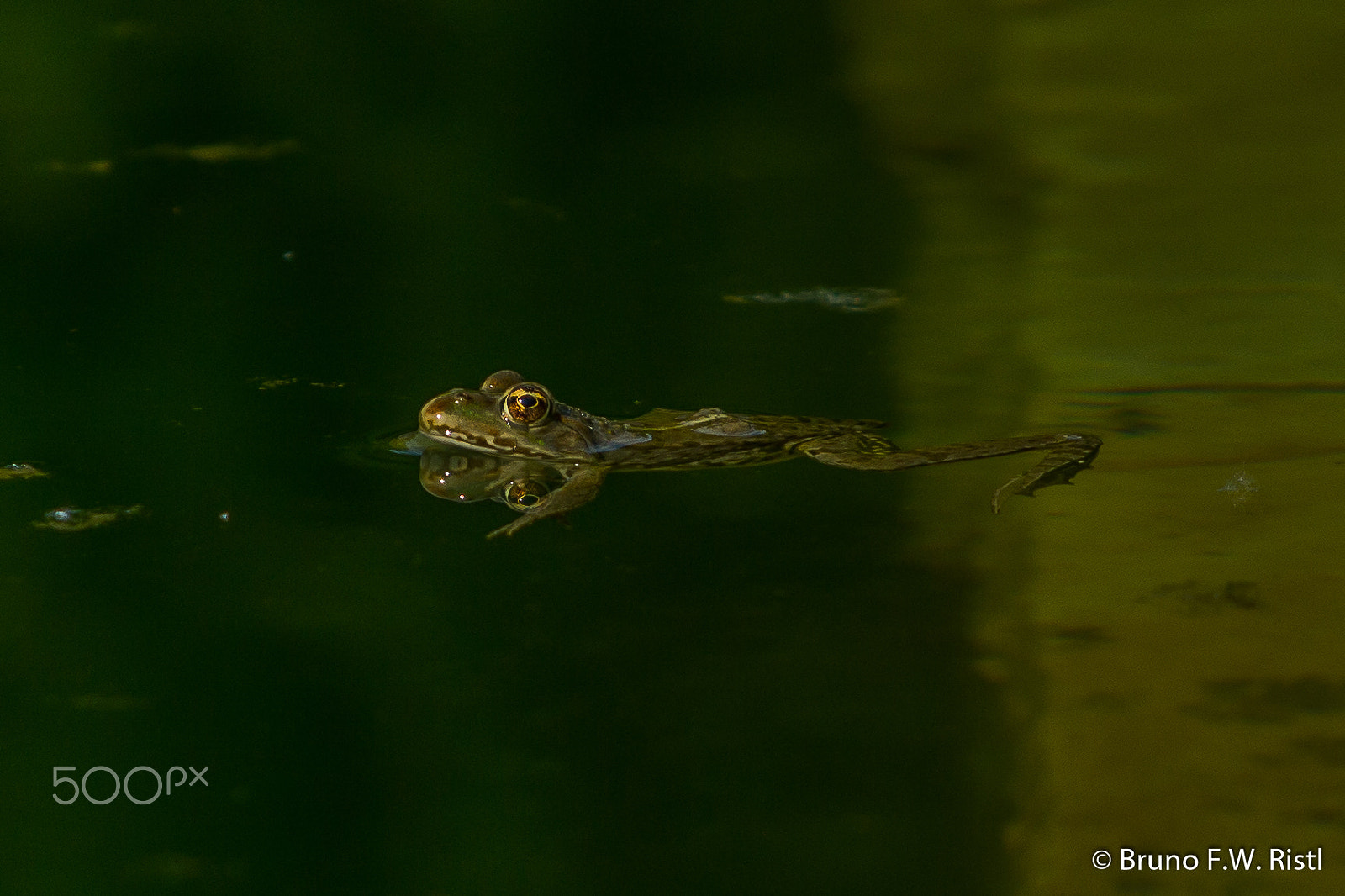 Canon EF 35-350mm F3.5-5.6L USM sample photo. Frosch photography