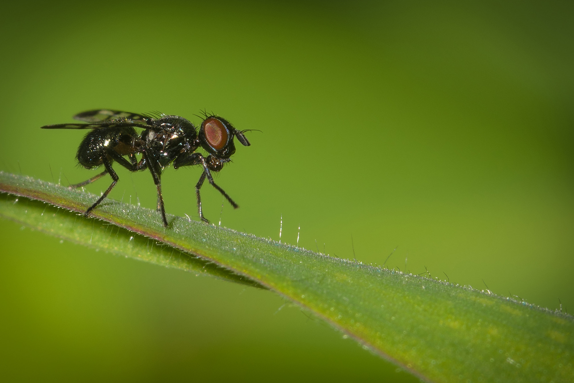 Nikon D810 + Nikon AF Micro-Nikkor 200mm F4D ED-IF sample photo. Walk in line. photography