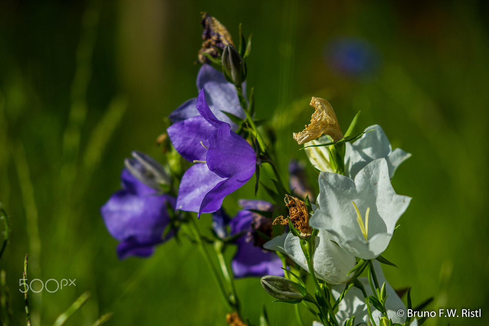 Canon EF 35-350mm F3.5-5.6L USM sample photo. Blumen im vorgarten photography