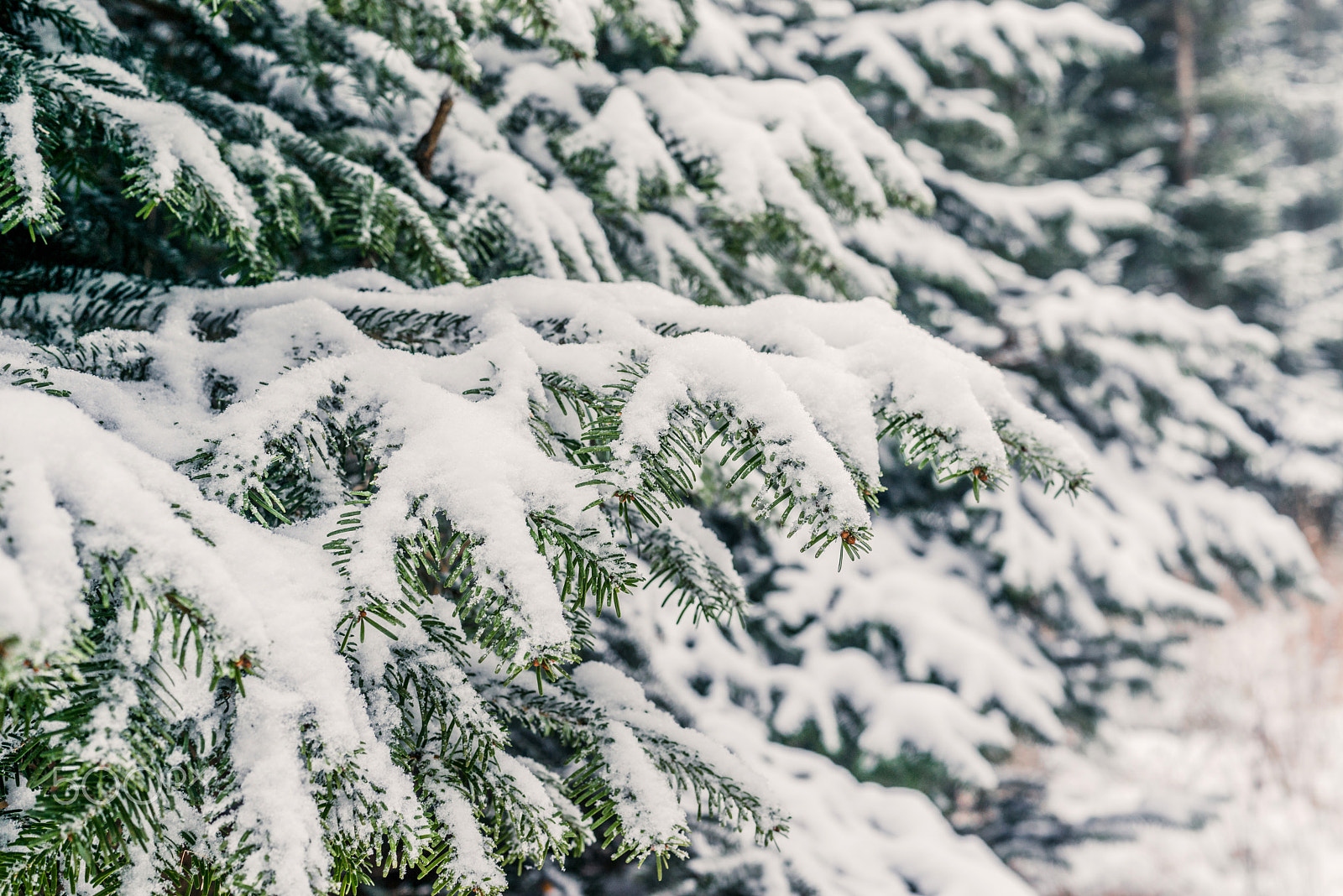 Sony a7R + Sony 50mm F1.4 sample photo. Snow on pine branches in the forest photography