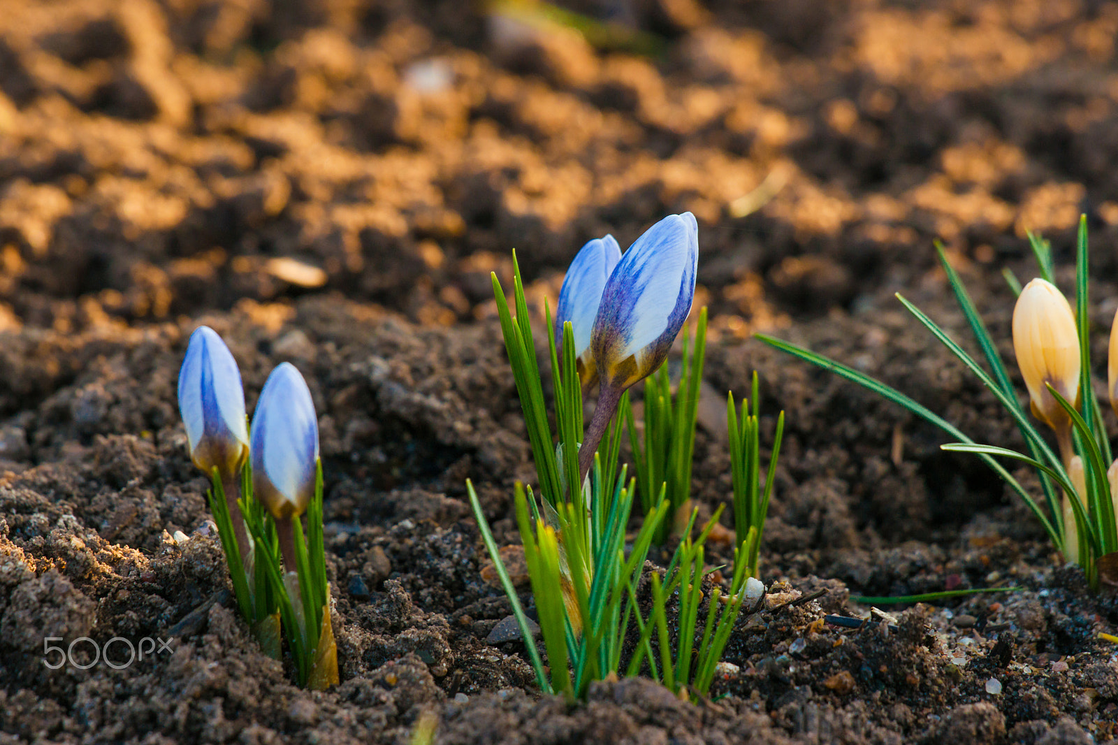 Sony Alpha DSLR-A900 sample photo. Crocus flowers blooming in a garden photography