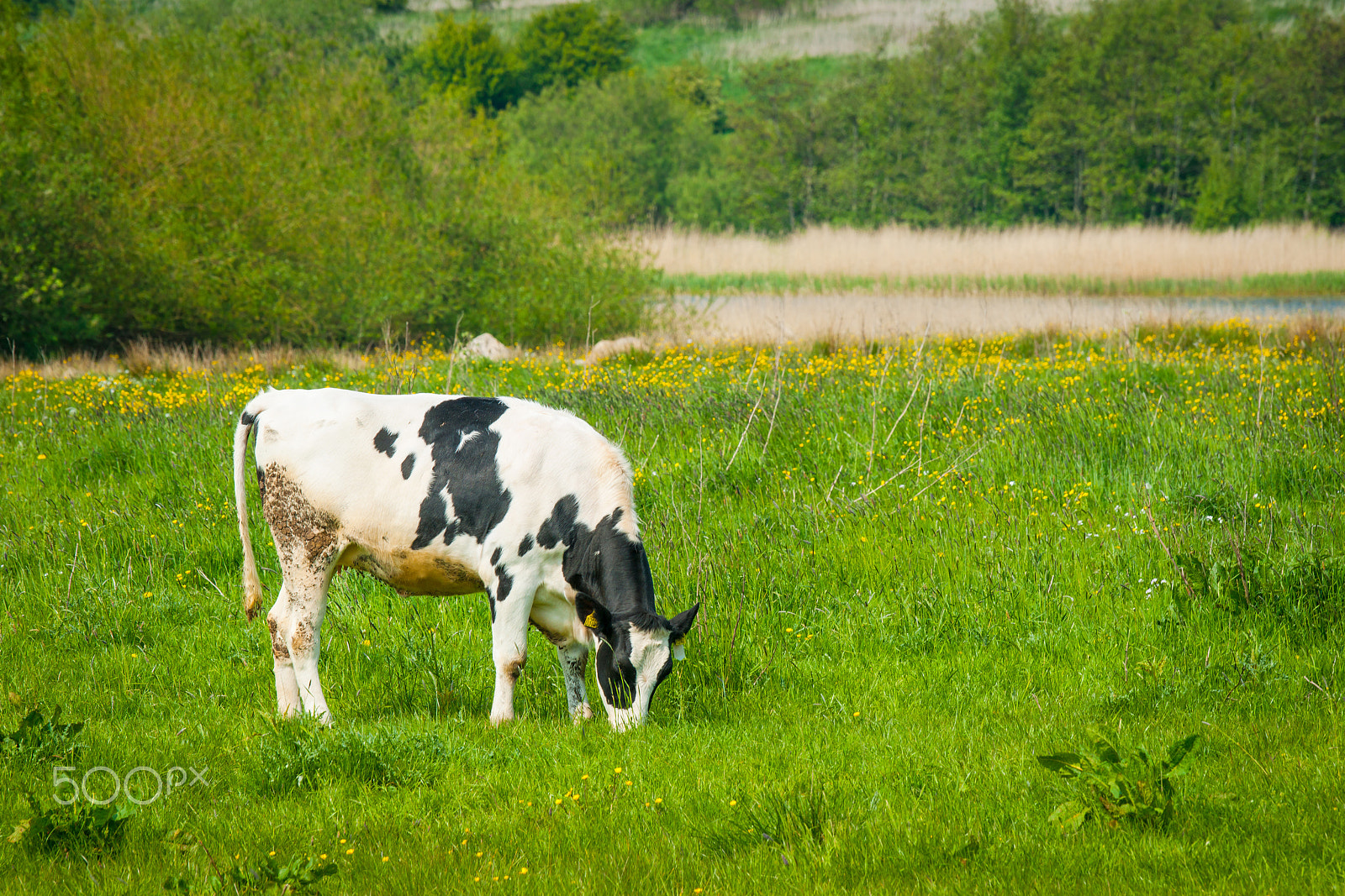 Sony Alpha DSLR-A900 sample photo. Grazing cow on a green field photography
