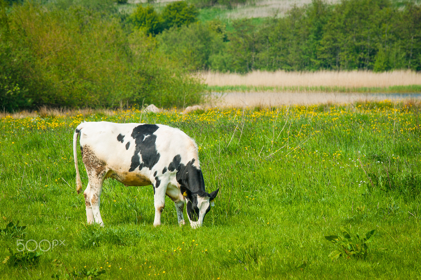 Sony 70-400mm F4-5.6 G SSM II sample photo. Grazing cow on a green field photography