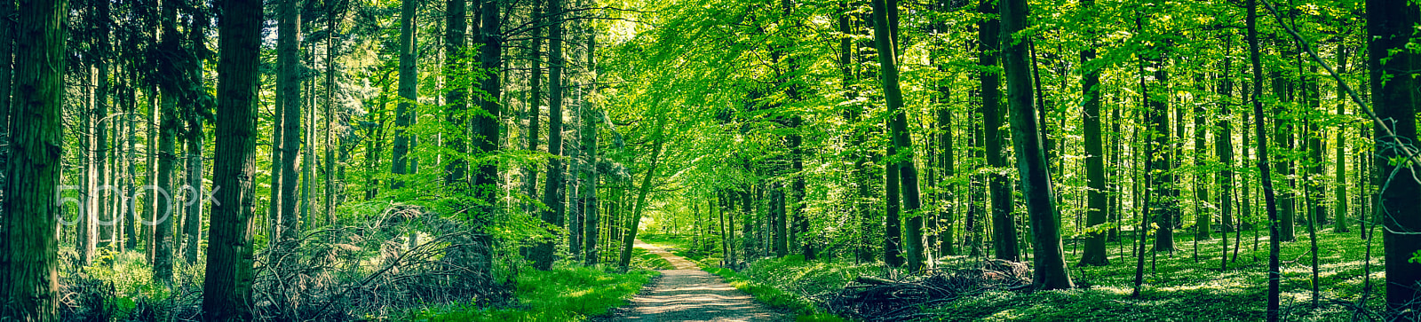 Sony a7R + Minolta AF 50mm F1.4 [New] sample photo. Green trees by a forest path photography