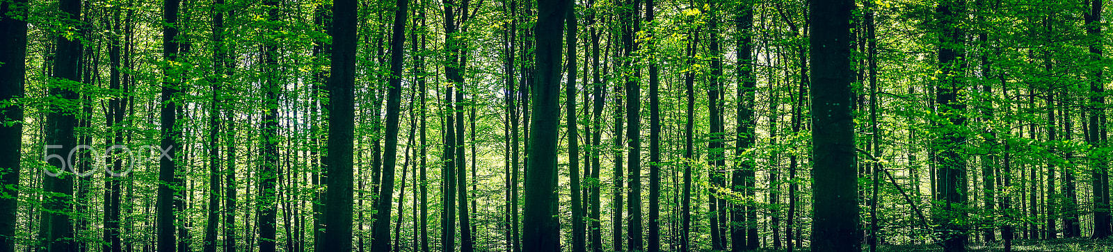 Minolta AF 50mm F1.4 [New] sample photo. Green forest with tree silhouettes photography