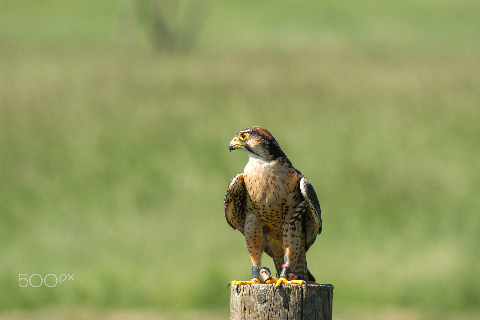 Sony Alpha DSLR-A900 sample photo. Kestrel sitting on a wooden pole photography