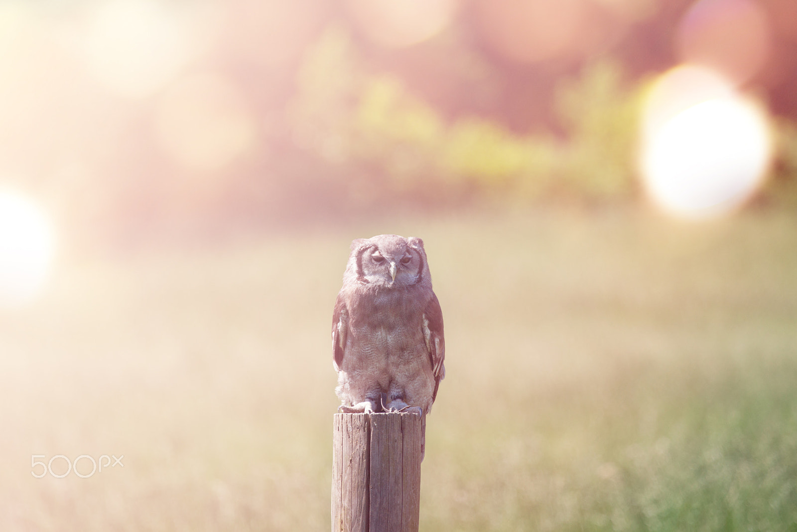 Sony Alpha DSLR-A900 sample photo. Owl on a field photography