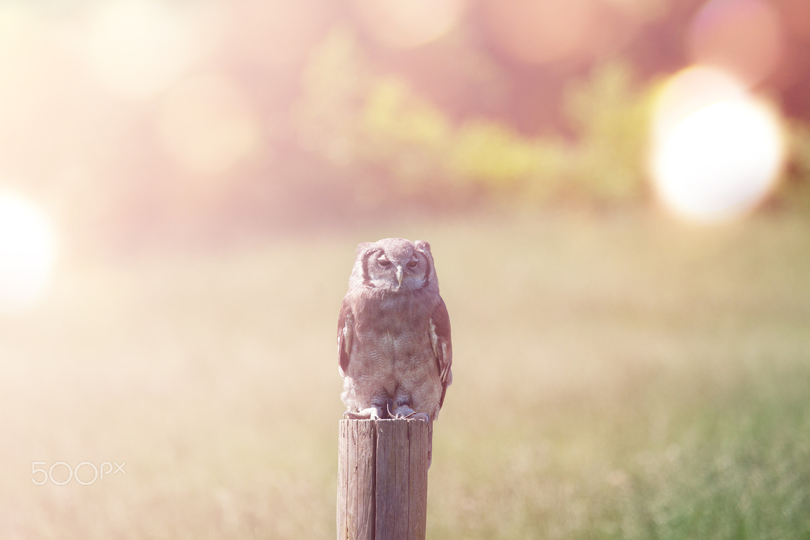 Sony 70-400mm F4-5.6 G SSM II sample photo. Owl on a field photography