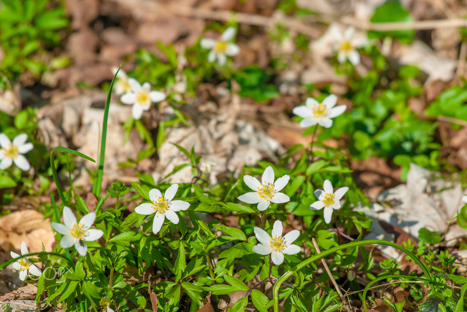 Sony Alpha DSLR-A900 sample photo. Garden with anemone flowers photography