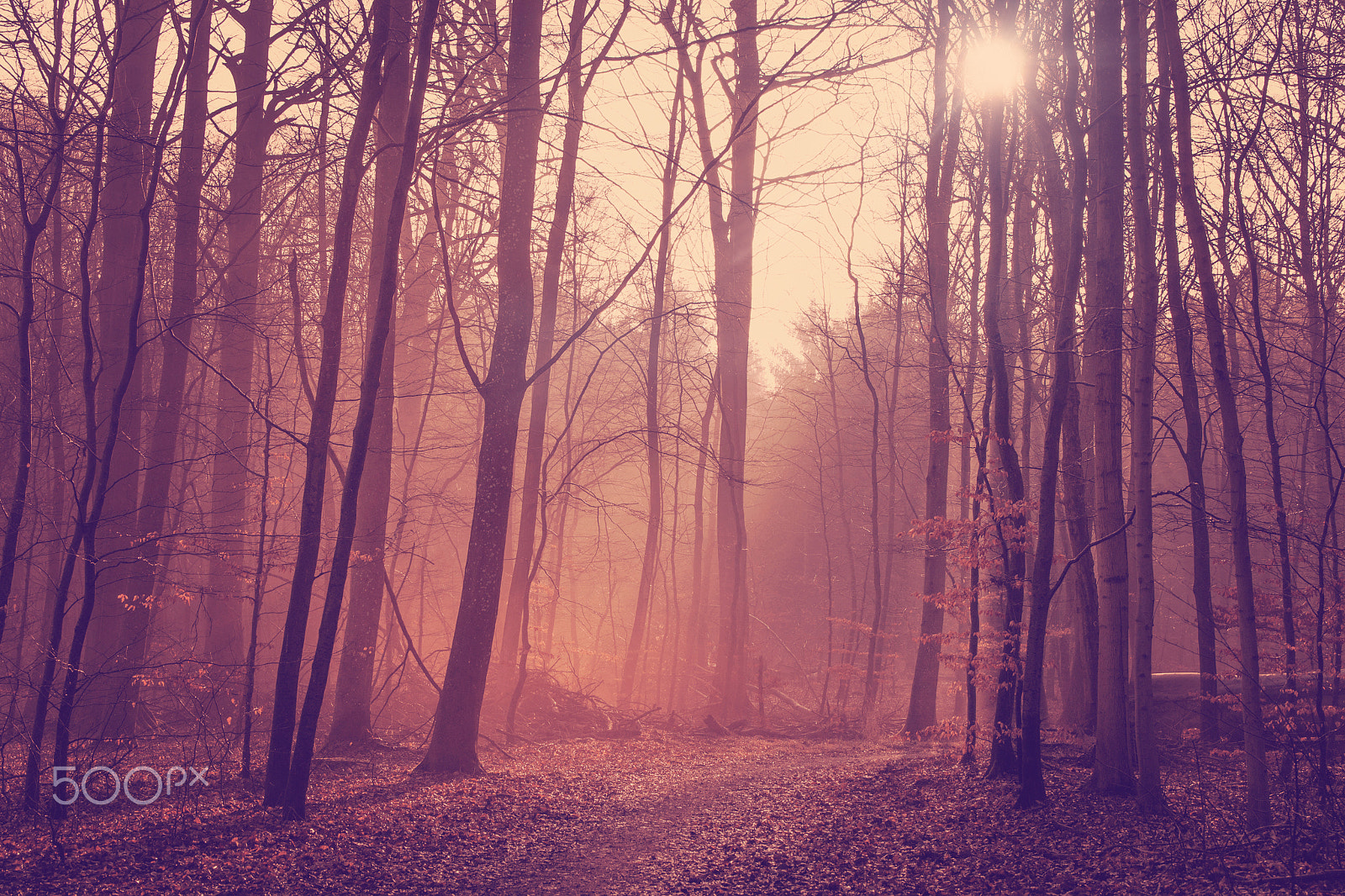 Sony 70-400mm F4-5.6 G SSM II sample photo. Misty forest in the morning sunrise photography