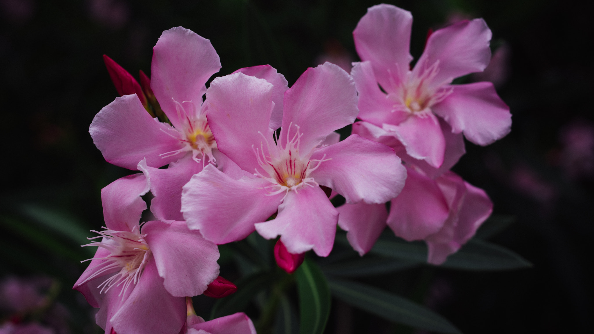 Pentax K-3 + Pentax smc DA 35mm F2.4 AL sample photo. Flowers photography