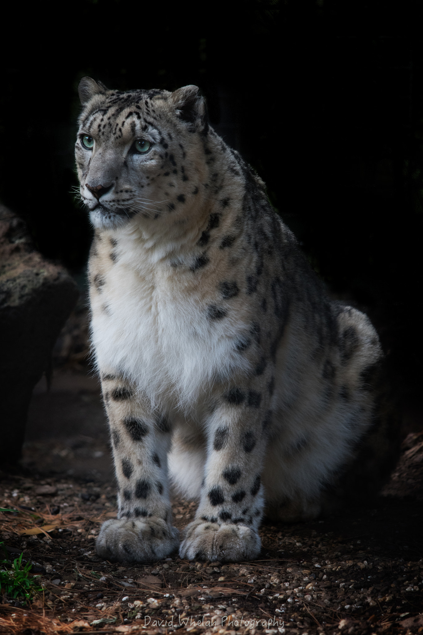 Sigma 150-500mm F5-6.3 DG OS HSM sample photo. Leon photography