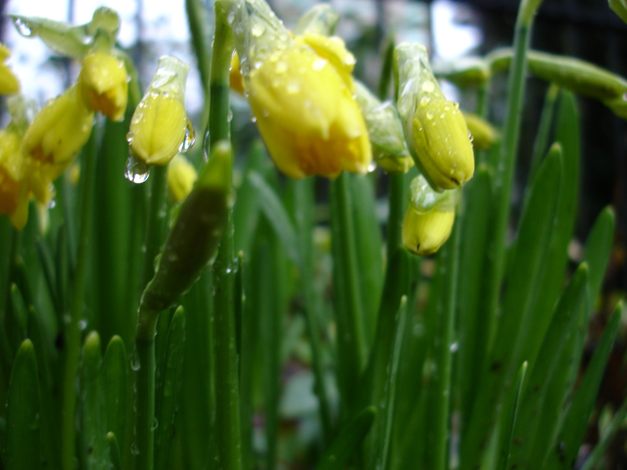 Sony DSC-P150 sample photo. Flores de primavera photography