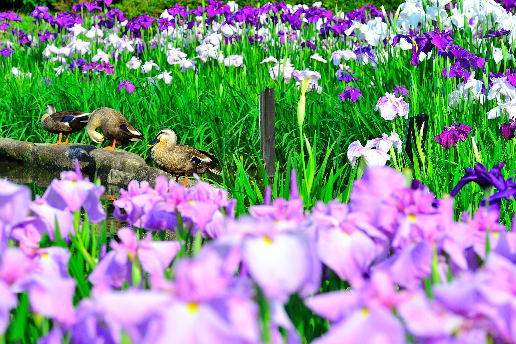 Nikon D3100 sample photo. 花菖蒲 photography