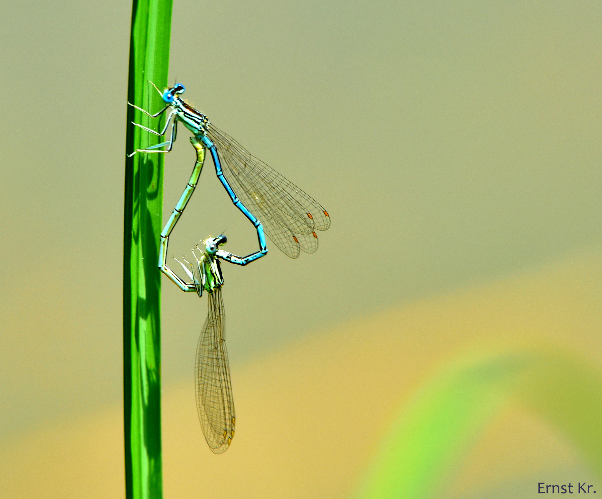 Sigma 50-500mm F4.5-6.3 DG OS HSM sample photo. Libellen photography