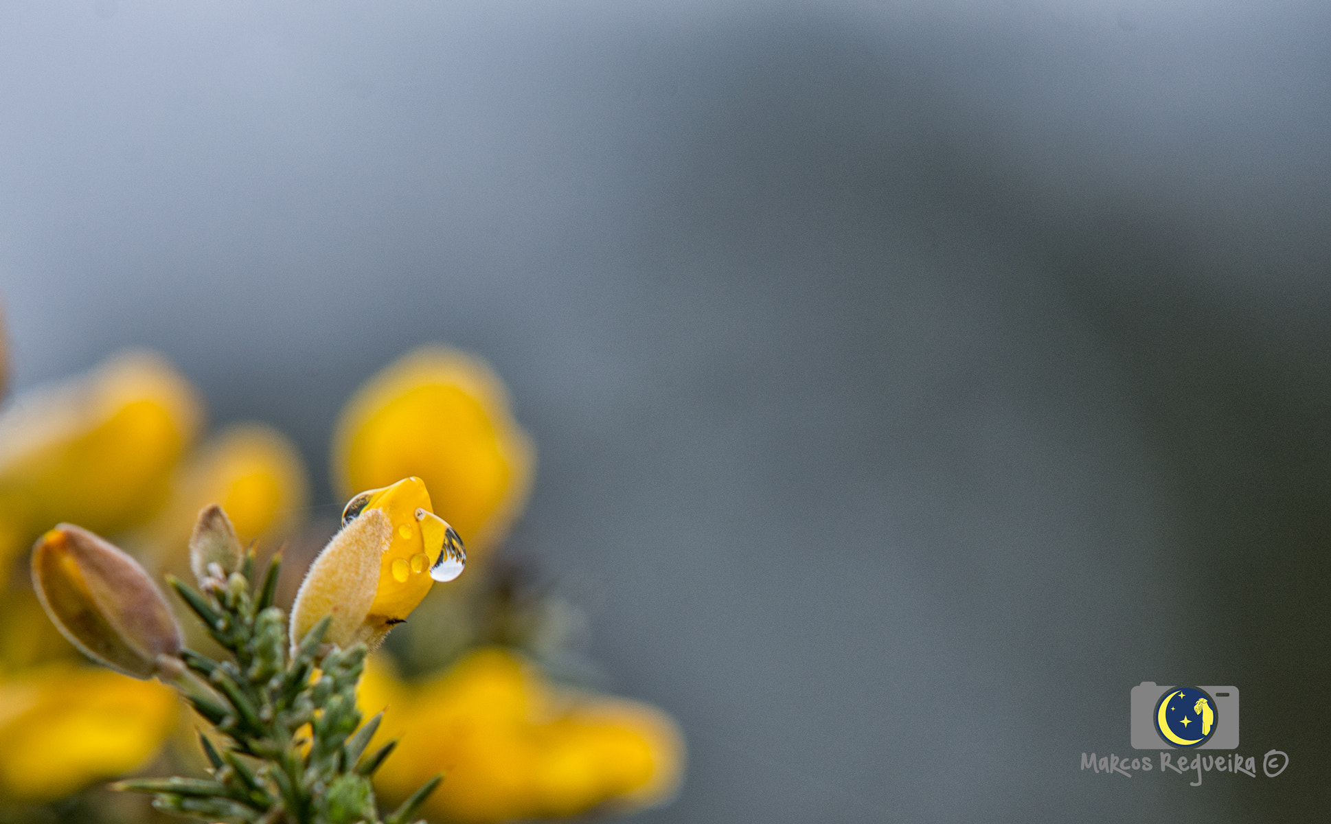 Sigma 70-200mm F2.8 EX DG Macro HSM II sample photo. Alecrin photography