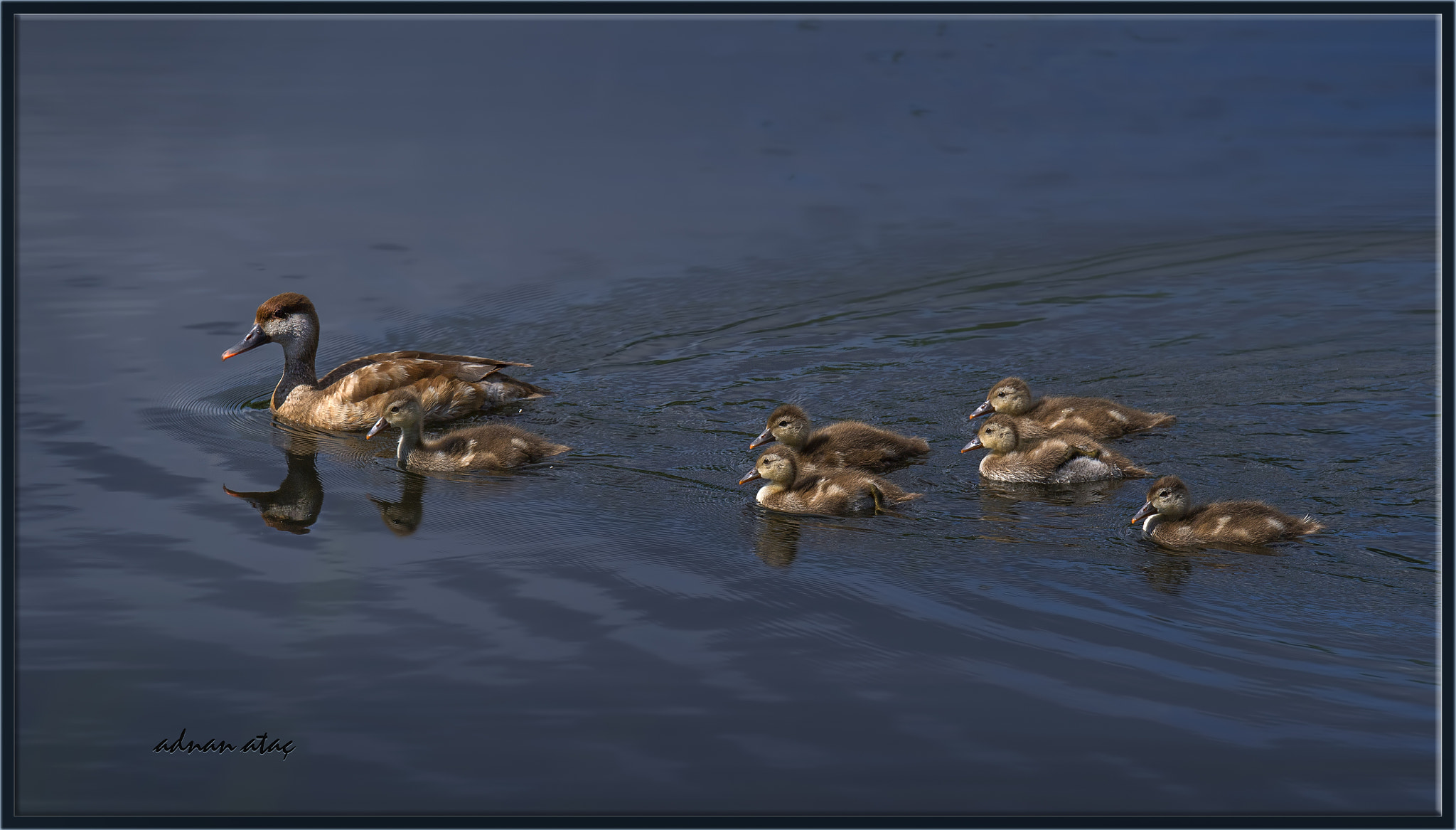 Sigma 150-600mm F5-6.3 DG OS HSM | S sample photo. Macar ördeği - netta rufina - red crested pochard photography