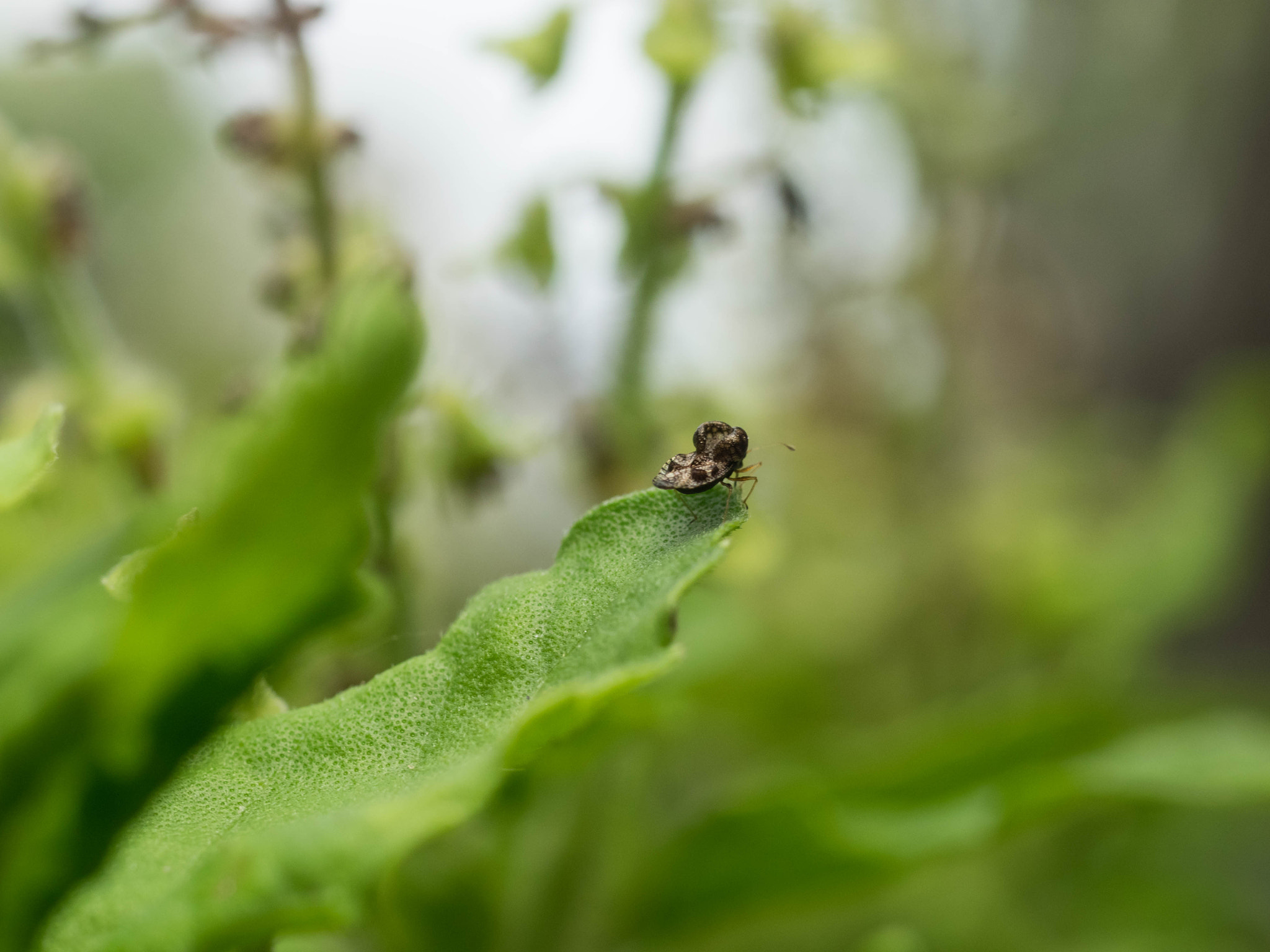 Olympus OM-D E-M1 sample photo. Back insect on leaf photography