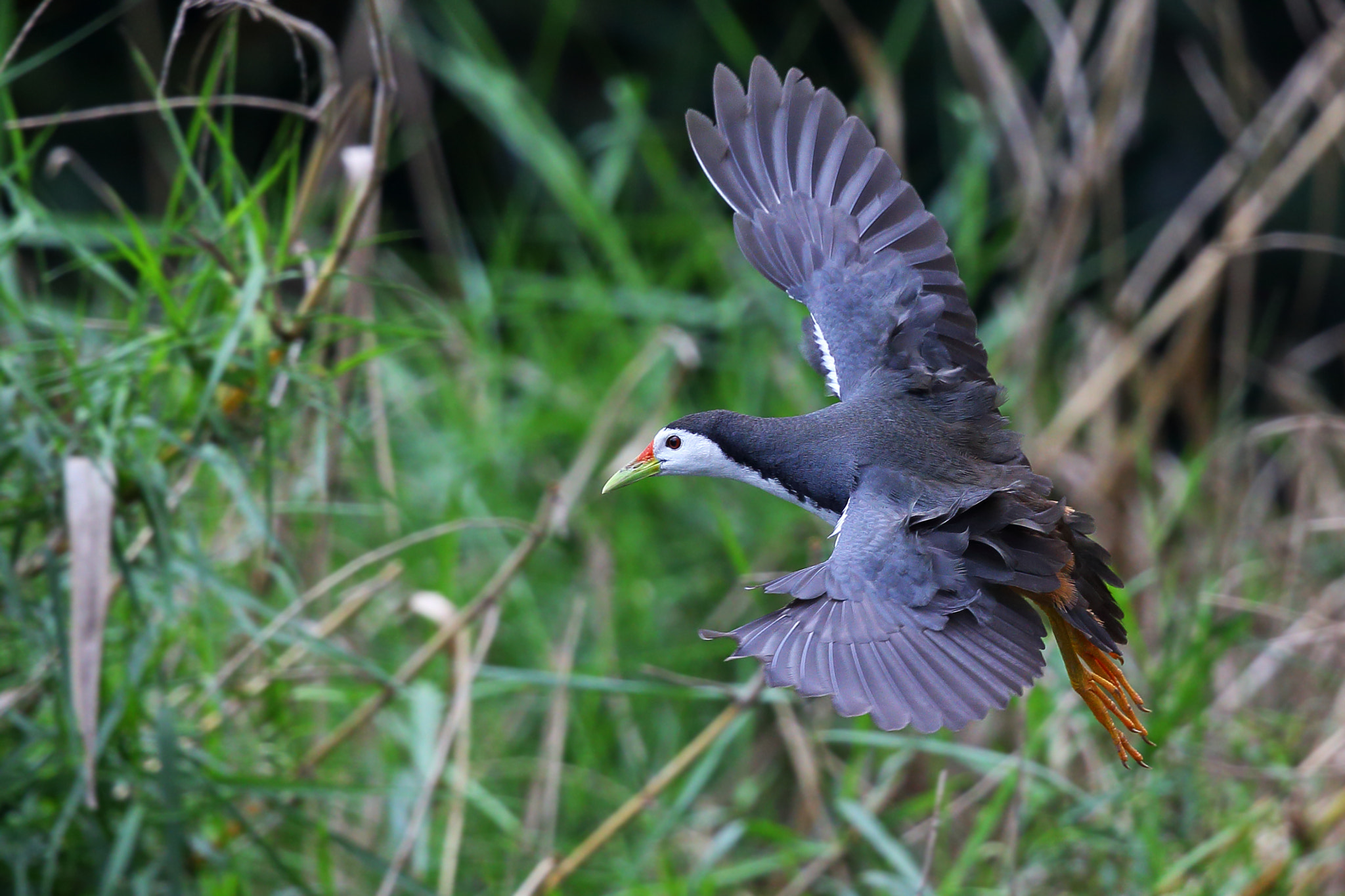 Canon EOS-1D X + Canon EF 300mm F2.8L IS II USM sample photo. Got home photography