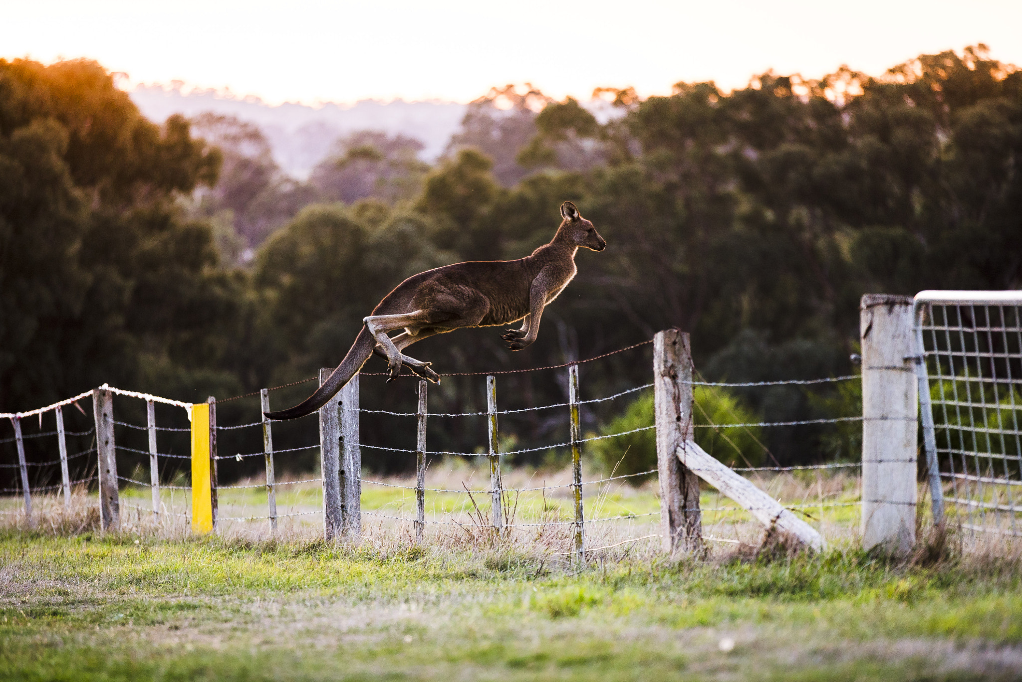 Sony a7S sample photo. Kangaroo photography