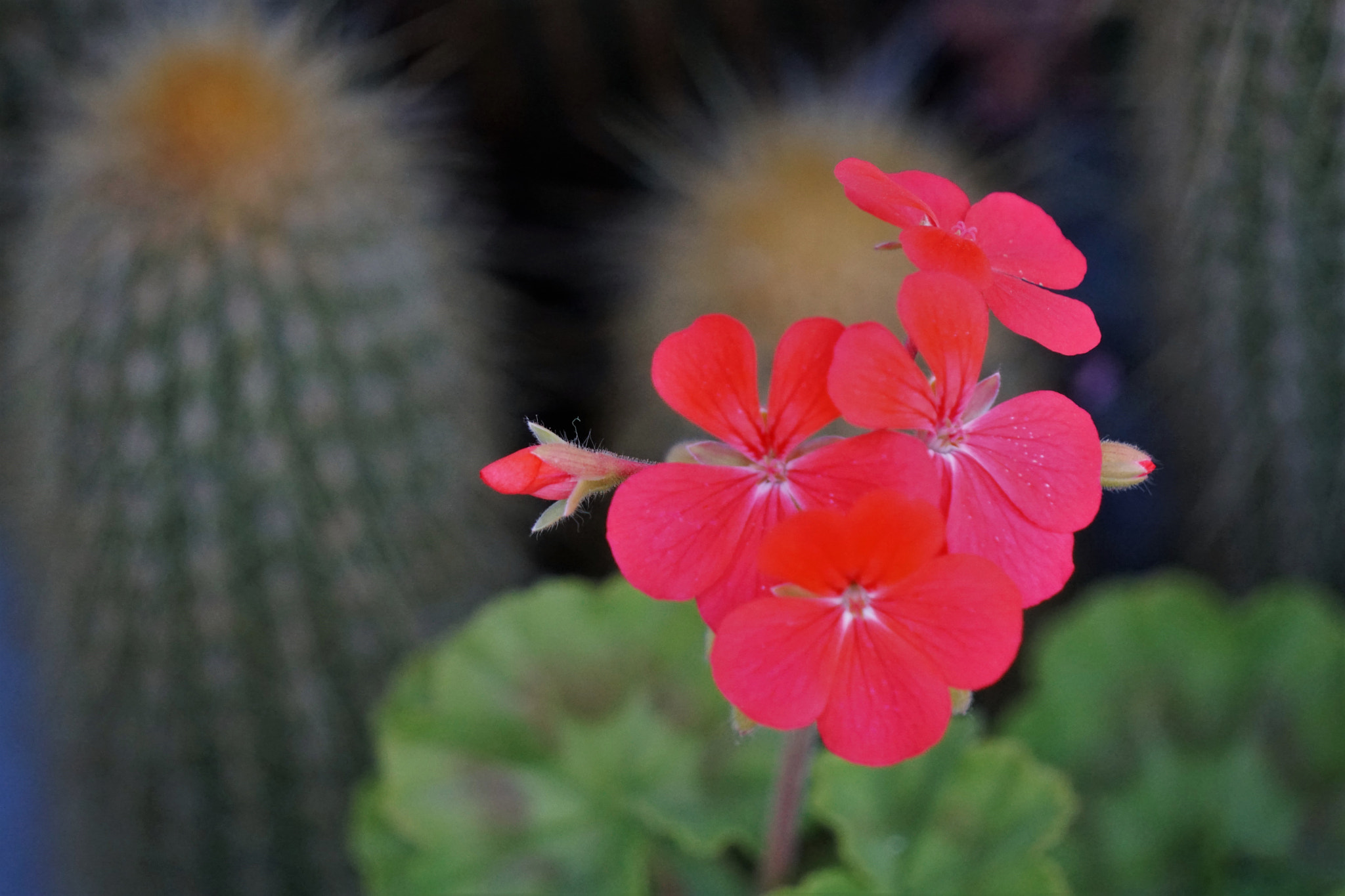 Sony E 55-210mm F4.5-6.3 OSS sample photo. Geranium photography