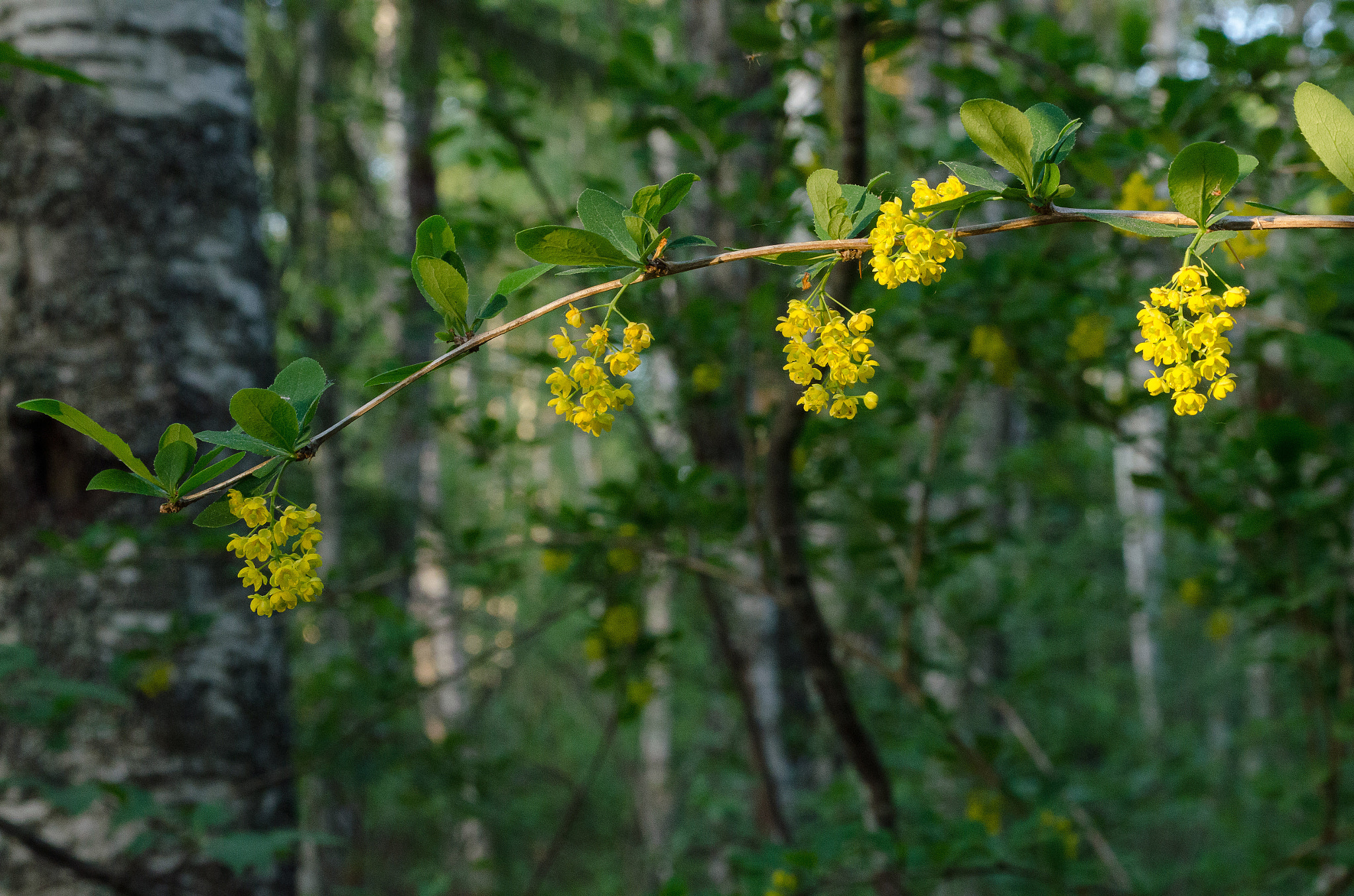 Nikon D7000 + Sigma 24-70mm F2.8 EX DG Macro sample photo. Golden blossoms photography