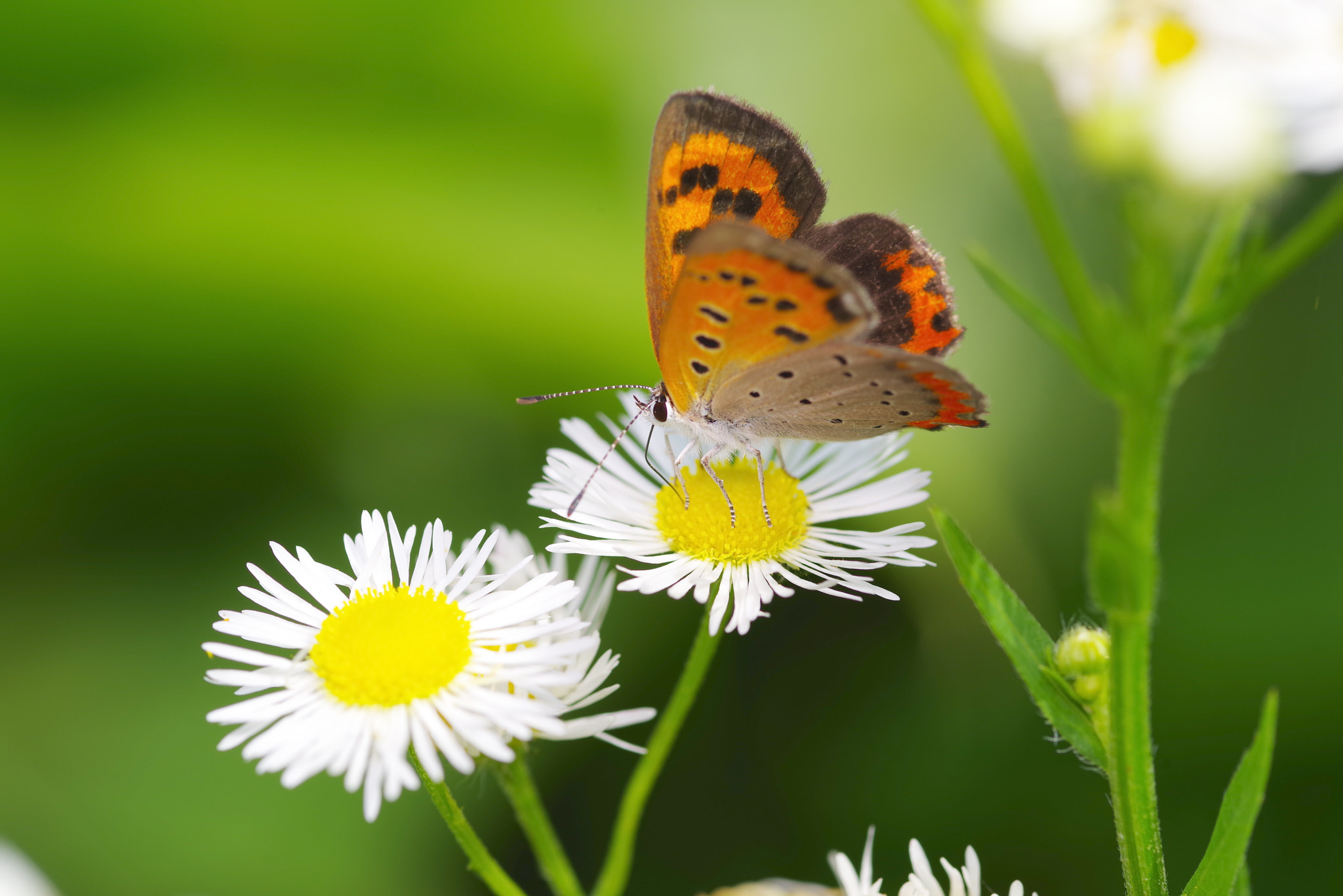 Pentax K-1 + Pentax smc D-FA 100mm F2.8 Macro WR sample photo. Butterfly photography