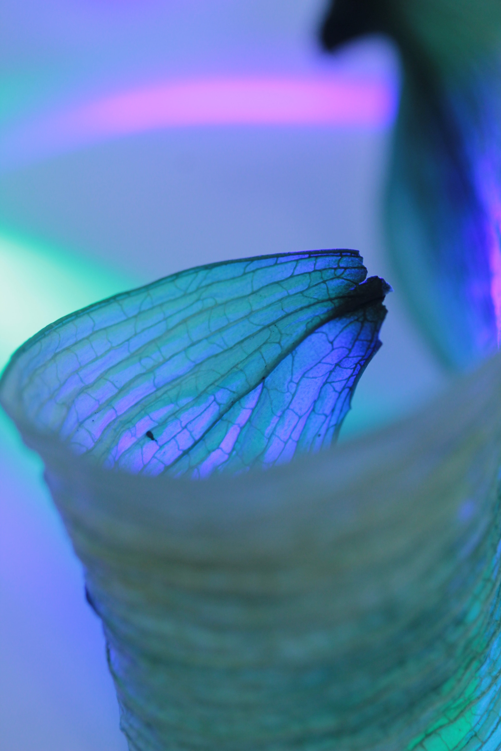 Canon EF-S 60mm F2.8 Macro USM sample photo. Hope photography
