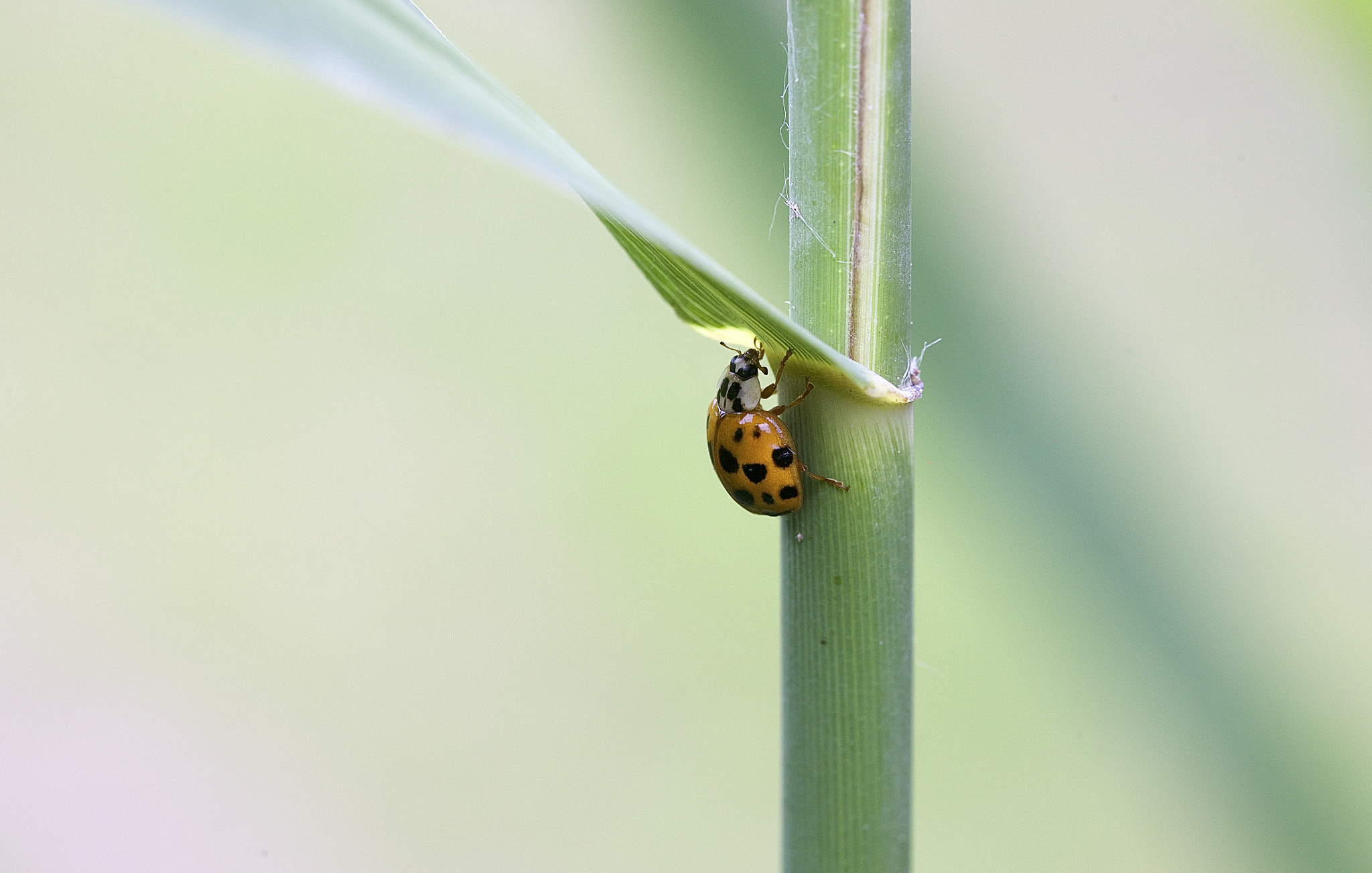 Canon EOS-1Ds Mark III sample photo. Beetle photography