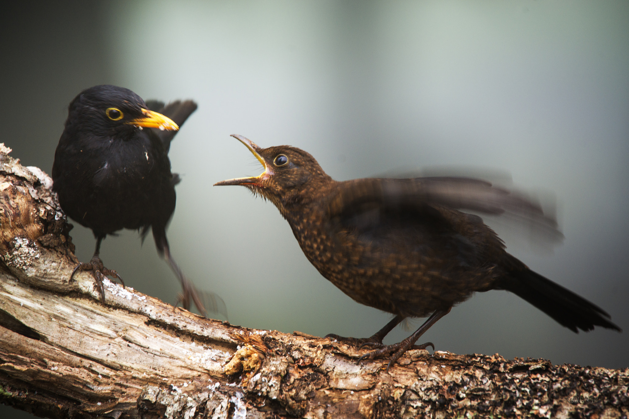 Sony Alpha DSLR-A850 + Minolta AF 300mm F2.8 HS-APO G sample photo. Quiro mas !!! photography