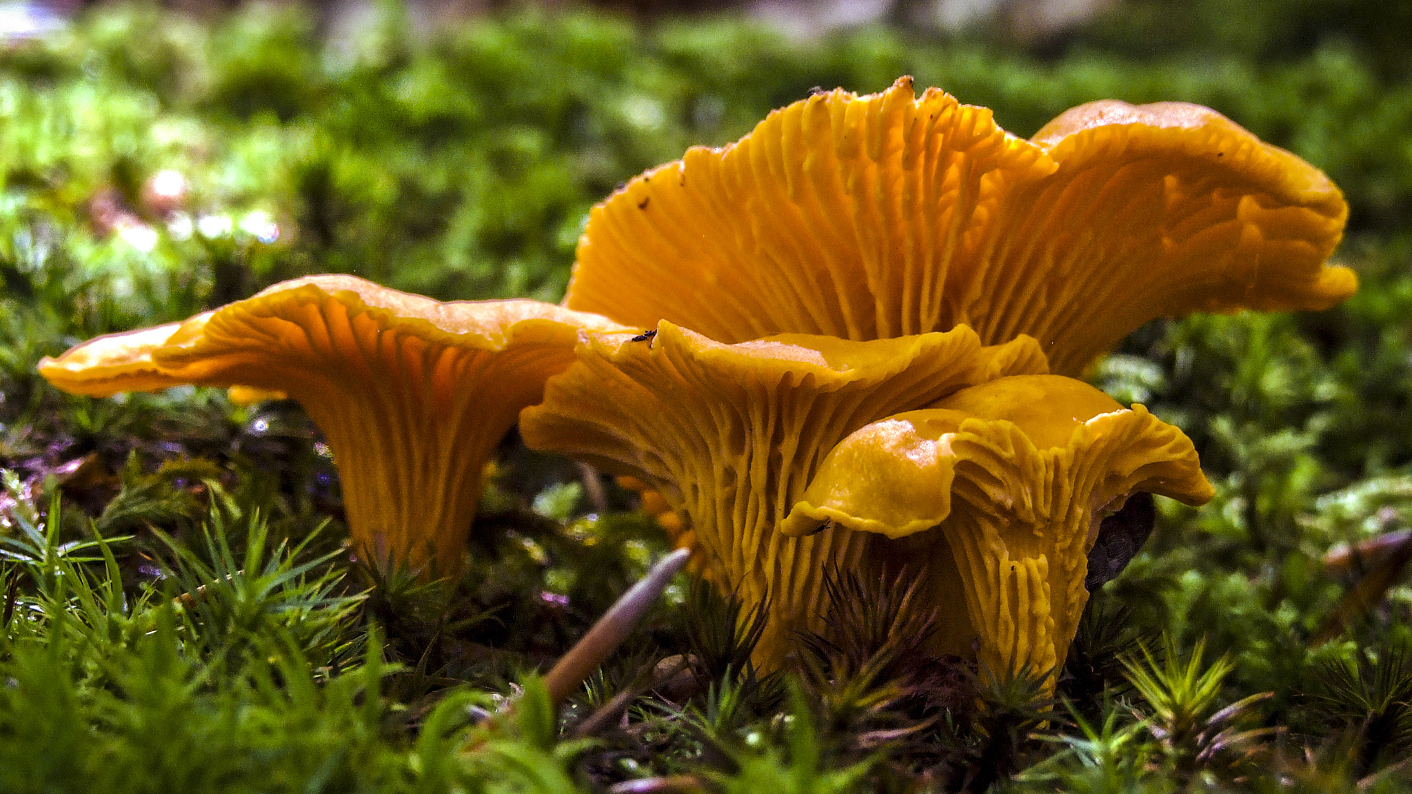 Fujifilm FinePix S6000fd sample photo. Cantharellus cibarius photography