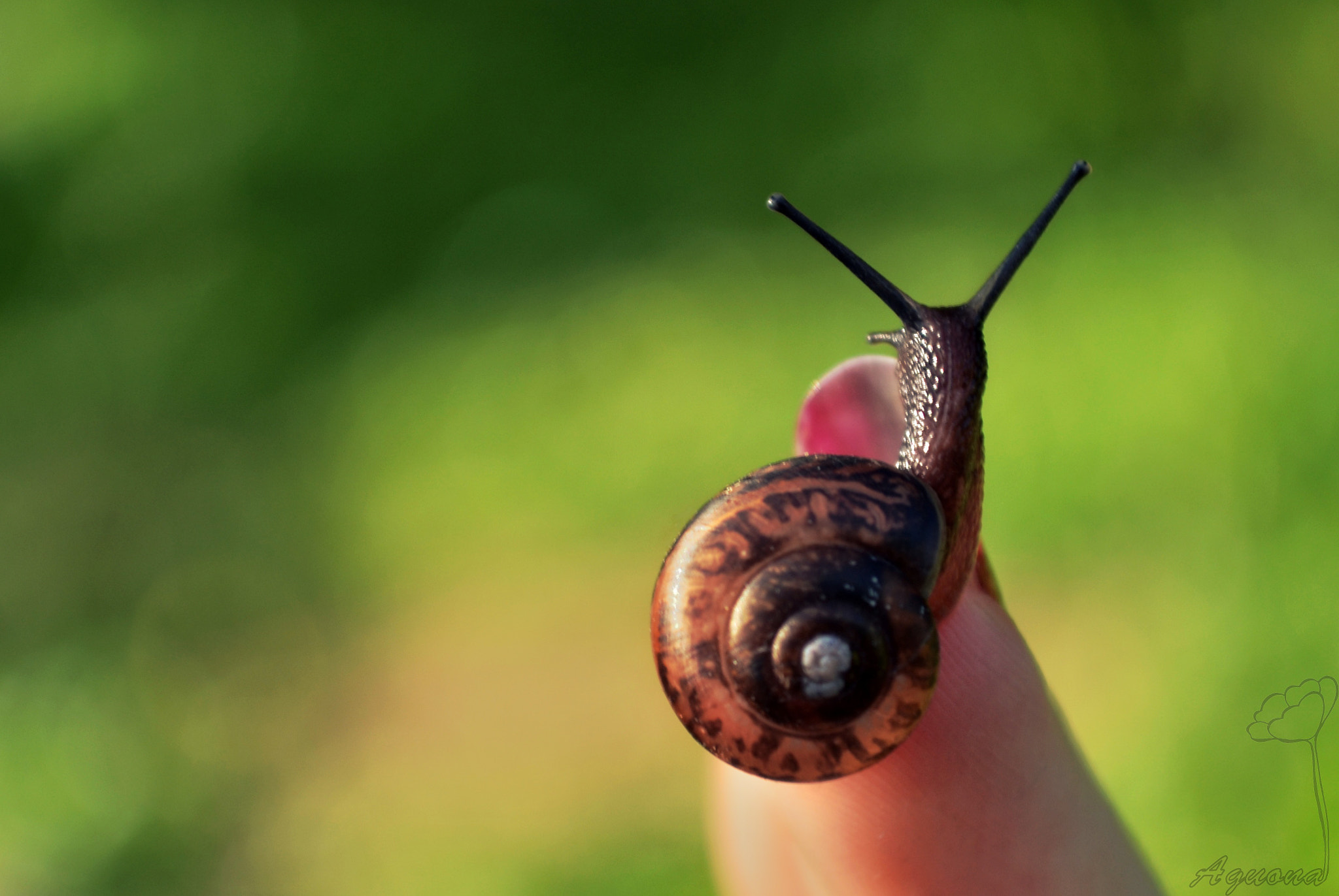 Nikon D3100 sample photo. Snail photography