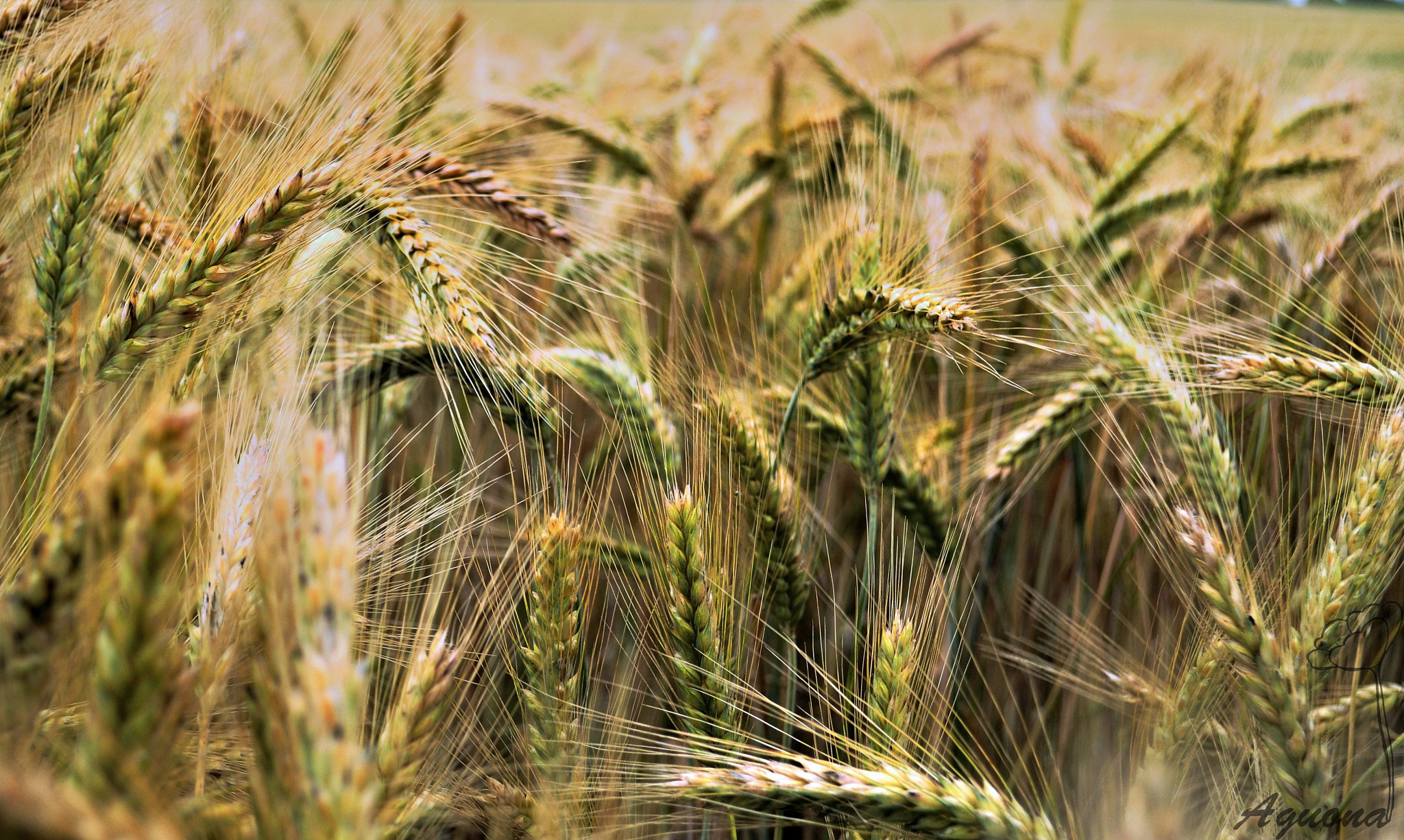 Nikon D3100 sample photo. Rye photography